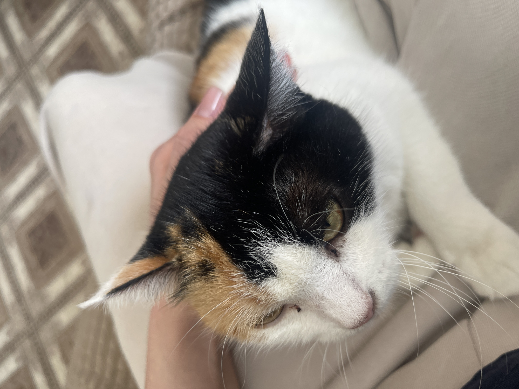 A calico cat is being petted. The cat's head is tilted slightly towards the viewer. The cat's fur is predominantly white with patches of black and orange. A human hand with a visible nail is touching the cat's head near the ear. The background includes a beige or cream-colored surface. The location in the city of Zhigalki, Russia is unknown.