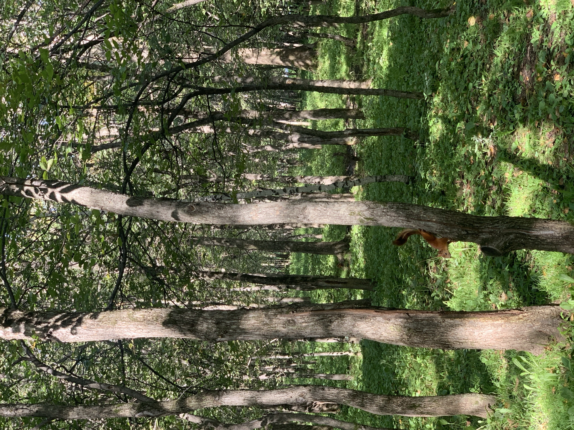 A squirrel is perched on the side of a tree trunk in a sun-dappled forest. The squirrel is facing right, with its tail curved upwards and its body angled downwards. The forest floor is covered in lush green foliage, and sunlight filters through the dense canopy of trees, creating a dappled effect. The scene appears to be a natural environment, possibly a park or a woodland area. The image's origin is specified as Prokopyevsk, Russia, indicating this is a scene from that specific location.