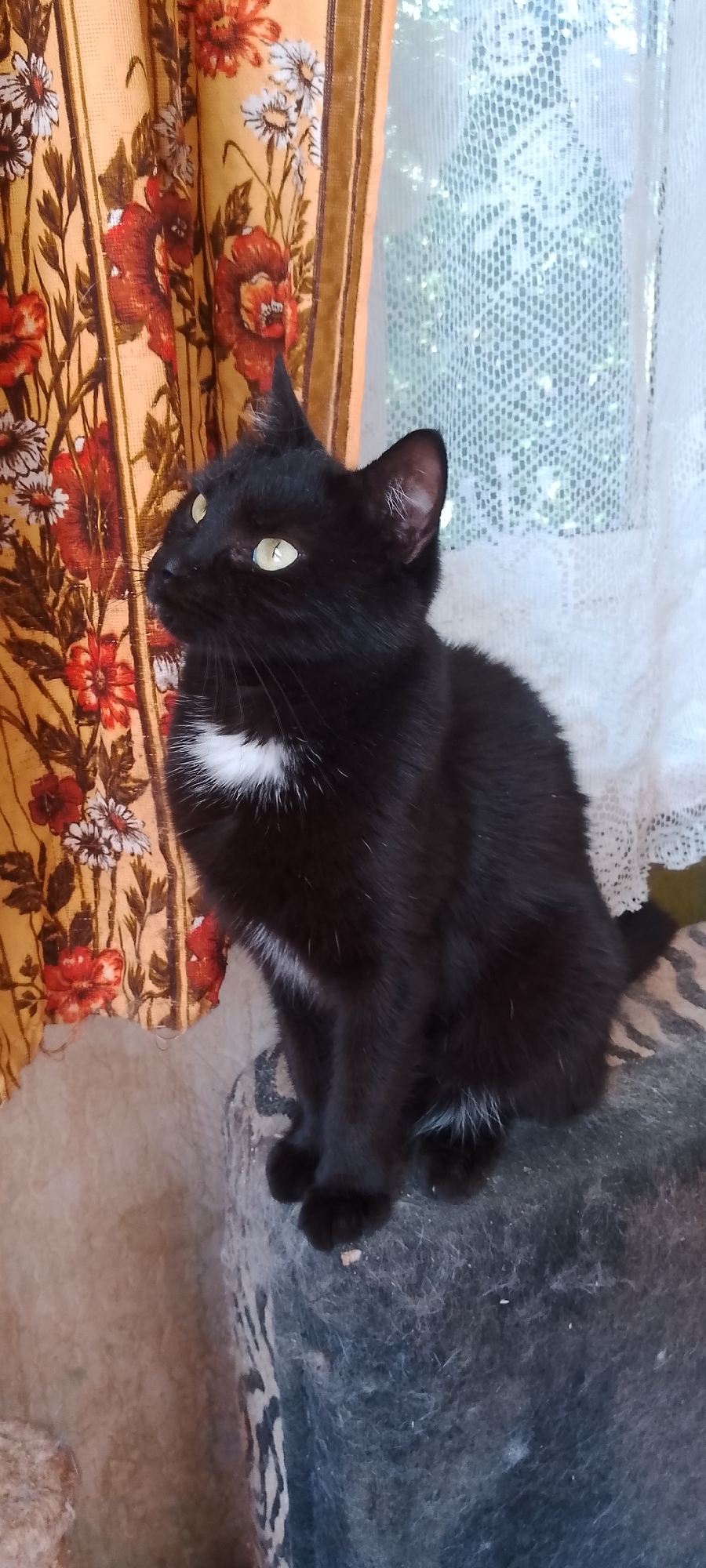 A black cat with a white chest patch sits on a patterned surface. The cat is looking to the left, with its body mostly facing the camera. Behind the cat are curtains with a floral pattern and a white lace curtain. The background appears to be indoors, near a window. The scene is likely a domestic setting. The exact location in Belgorod, Russia, is not discernible from the image.