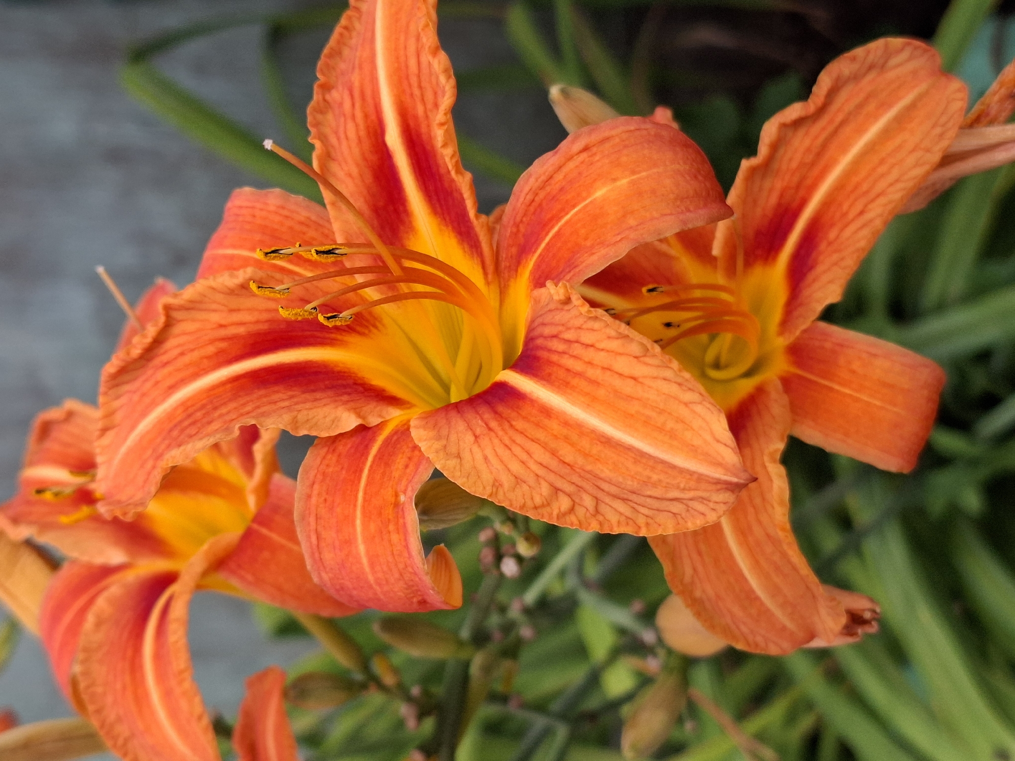 This is a close-up, eye-level, outdoor shot of several bright orange daylilies with yellow centers and dark stamen. The flowers are in various stages of bloom, with the foreground flower being the most prominent and in focus, displaying its delicate petal textures and stamen. The background consists of soft-focus green foliage and a muted gray concrete wall, suggesting a garden setting. The lighting is natural, highlighting the vibrant colors of the flowers.