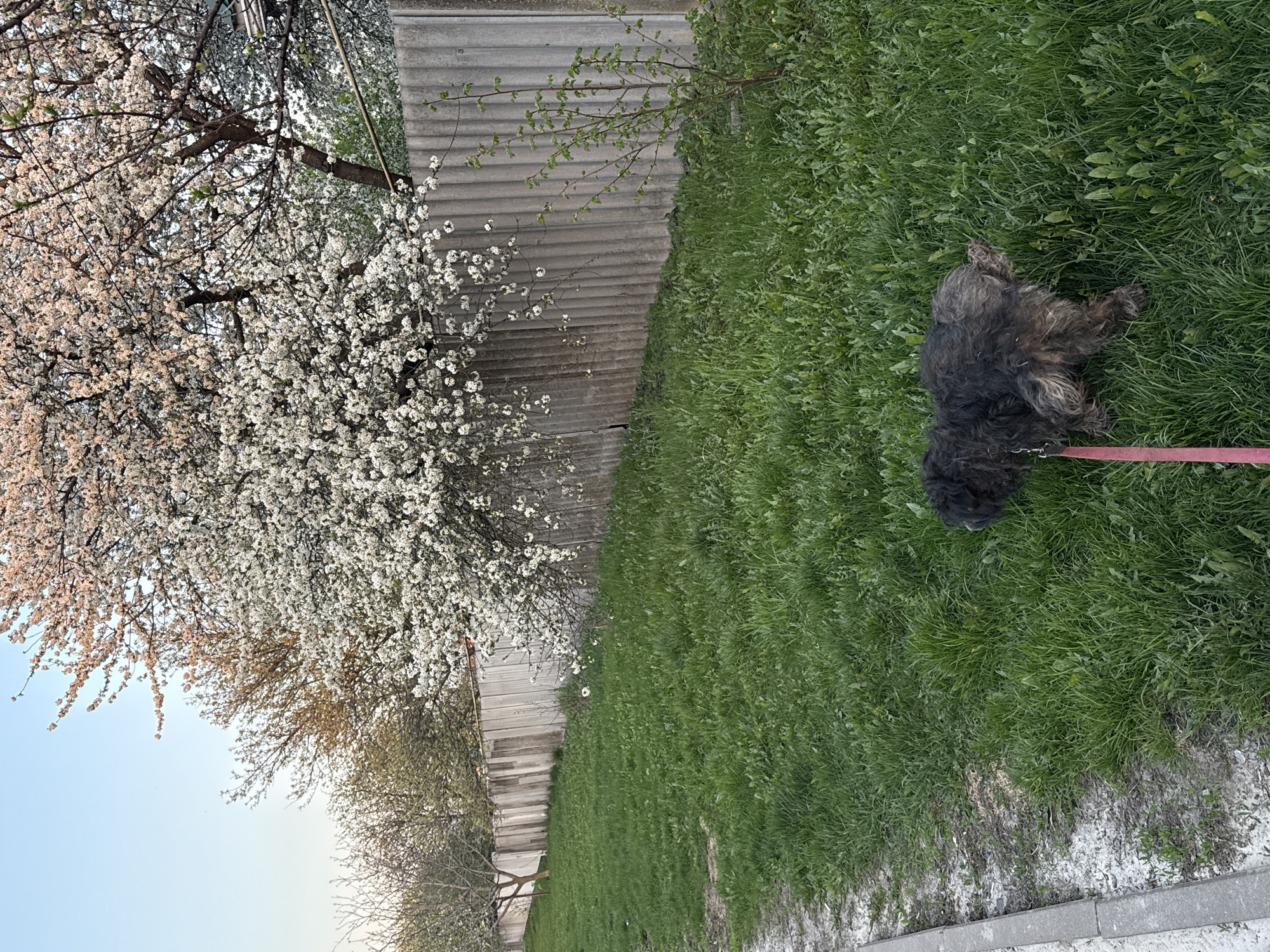 The image depicts an outdoor scene, likely in the Severnyi district of Russia. A black, medium-sized dog lies on its back in a patch of green grass. A pink leash is visible near the dog. Alongside the grass is a grey concrete fence. Adjacent to the fence is a row of trees, predominantly featuring blooming white blossoms and early-stage green leaves on other trees. The sky is visible as a gradient from light blue to white.