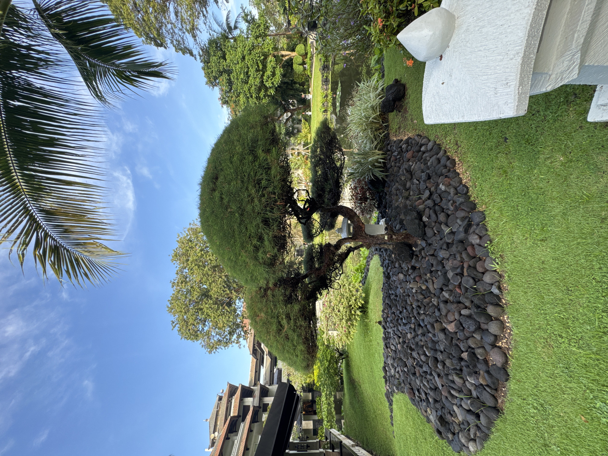 This media file captures a meticulously manicured tropical garden or resort landscape in Kuta Selatan, Indonesia, under a bright, clear blue sky. In the foreground, lush green palm fronds extend into the frame from the upper left, partially obscuring the sky.
The central subject is a distinctive, large, artistically shaped tree with a dense, rounded green canopy and a prominent, gnarled trunk. Its base is surrounded by a large, kidney-shaped bed of smooth, dark river stones, contrasting with the vibrant green lawn that covers much of the ground. To the right of this tree, a serene pond reflects the sky and surrounding greenery, featuring aquatic plants. Various other plants, including variegated grasses and shrubs, are strategically placed throughout the garden.
In the background on the left, a multi-story building with distinctive sloped, reddish-brown tiled roofs and balconies suggests modern resort architecture. On the far right, a large, abstract white sculpture, composed of angular blocks, stands on the grass, adding an artistic touch to the natural setting.
The image depicts a tranquil outdoor scene, bathed in bright daylight, indicating either morning or afternoon. The sky is mostly clear with a few scattered wispy clouds, suggesting fair weather. No specific activity or event is taking place, and there is no visible text. The overall impression is one of peaceful, well-maintained natural beauty within a resort environment.