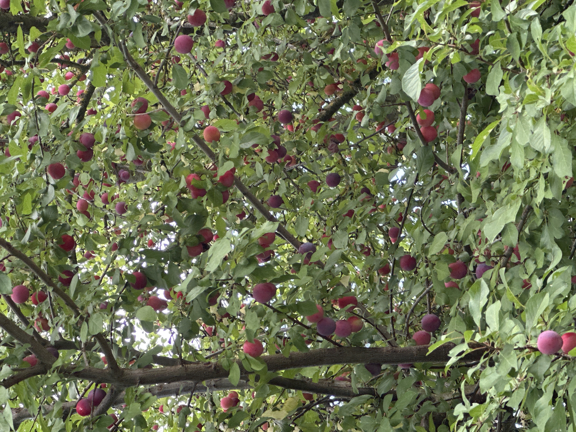 The image shows a plum tree laden with ripe fruit, predominantly in shades of red and purple. The plums are clustered on branches amidst lush green leaves. The perspective is from below, looking up into the canopy of the tree. The scene suggests an outdoor environment in a natural setting, likely a garden or orchard, consistent with a residential area in Günzburg, Germany, where plum trees are common. No people or specific architectural elements are visible, focusing the attention entirely on the fruiting tree.