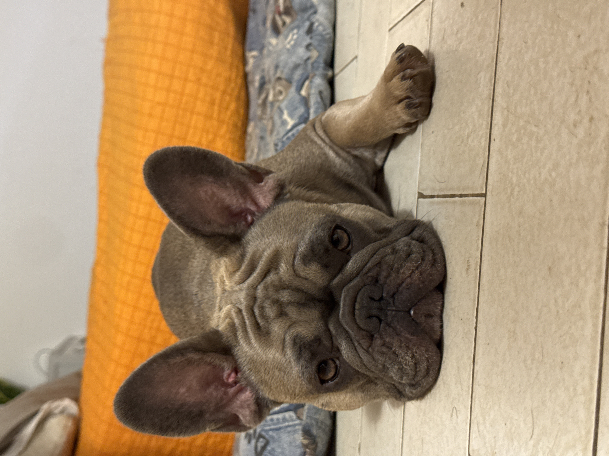 The image shows a French Bulldog lying on a tiled floor, with its head resting on the floor and its body angled. The dog has taupe-colored fur and distinctive bat-like ears. It appears to be a domestic setting, possibly a living room or hallway, indicated by the tiled floor and the presence of what looks like part of an orange cushion and a blue patterned cushion or blanket behind the dog.
The dog's eyes are open and looking upwards, giving it a somewhat alert but relaxed expression. The lighting suggests it could be daytime, but there are no strong shadows to confirm. The overall scene is simple and focuses on the dog. No text is visible in the image. The location context provided is San Benedetto del Tronto, Italy.