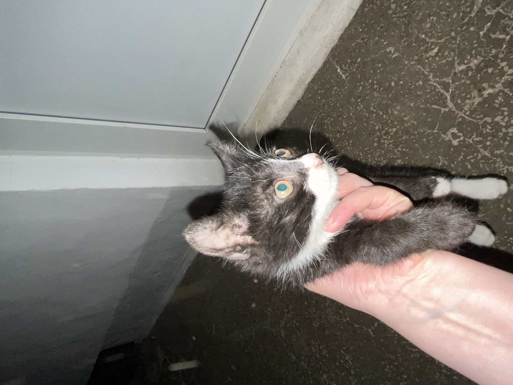 A person's hand is holding a black and white kitten. The kitten's fur is wet and matted, and its ears appear dirty and scabby. Its eyes are wide open and have a yellowish-green irides. The kitten has white markings on its chest, paws, and muzzle. The background is a dark, textured surface that appears to be the ground, with a lighter-colored wall and door visible behind the kitten. The lighting is dim, suggesting it may be nighttime or an indoor, poorly lit space. The location of Мазанское сельское поселение, Ukraine is not discernible from the image.