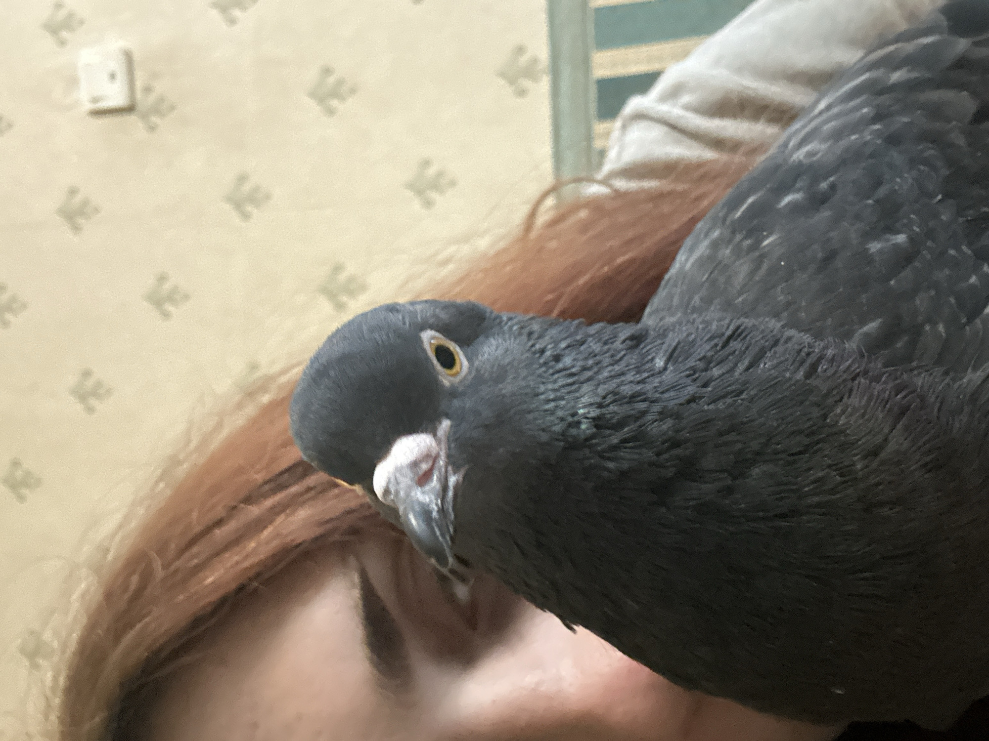A close-up shot features a pigeon perched on a person's shoulder, looking directly at the camera. The pigeon has dark gray feathers, a yellow eye, and a prominent beak. The person, partially visible, has reddish-brown hair and their face is turned towards the pigeon. The background appears to be an indoor setting with patterned wallpaper and a hint of a striped fabric, possibly a chair or sofa. There is a light switch visible on the wall. The lighting is soft, suggesting an indoor, possibly residential, environment. The image is undated and unlocated, but the question asks for a location in Togliatti, Russia. Without further information, it's impossible to confirm this location.