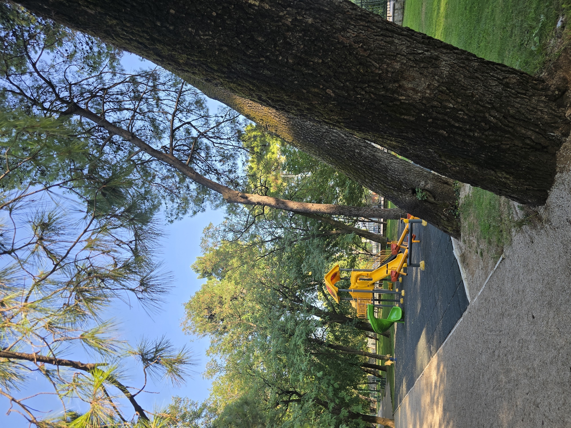 An empty playground is featured in this image, likely taken in Podgorica, Montenegro, given the natural surroundings and playground design. The scene is dominated by large trees, with their textured bark and branches partially obscuring the view. In the background, a yellow and green children's play structure with slides and a seesaw is visible. The ground of the playground is covered with black rubber mats, and the area surrounding it is a mix of gravel and green grass. The sky is clear and blue, with sunlight casting shadows and highlighting the textures of the tree trunks.