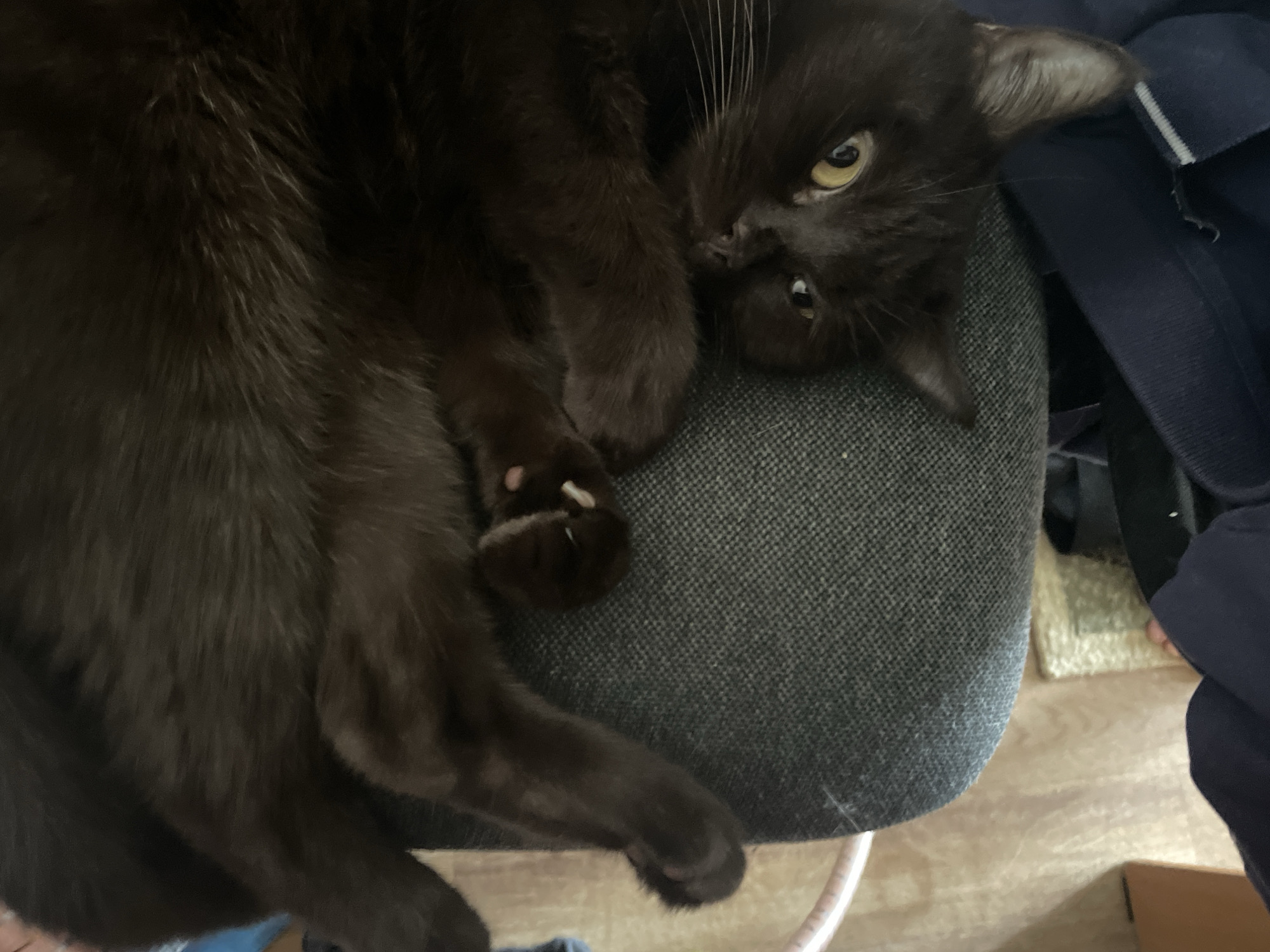 A black cat is lying on its back on a grey chair. The cat's eyes are open and yellow. Its front paws are extended, and one paw is partially visible, showing a pink toe bean. The cat's body is mostly obscured by its fur. The background is blurred, but appears to be an indoor setting with wooden flooring and a rug.
