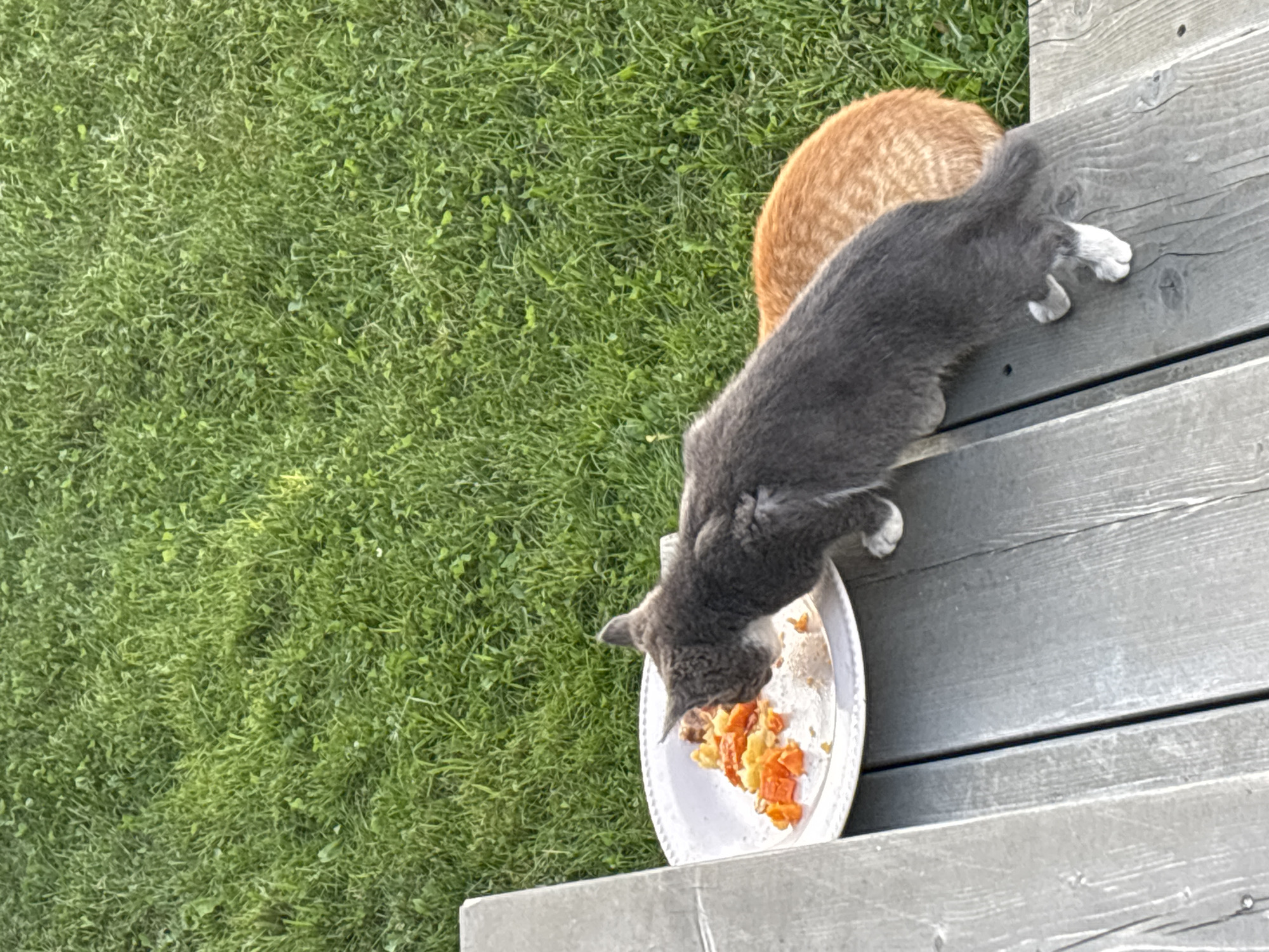 A grey cat with white paws is eating from a white plate filled with food. Behind it, an orange cat is visible. They are on a wooden deck next to a grassy area. The image was taken in Zvenigorod, Russia.
