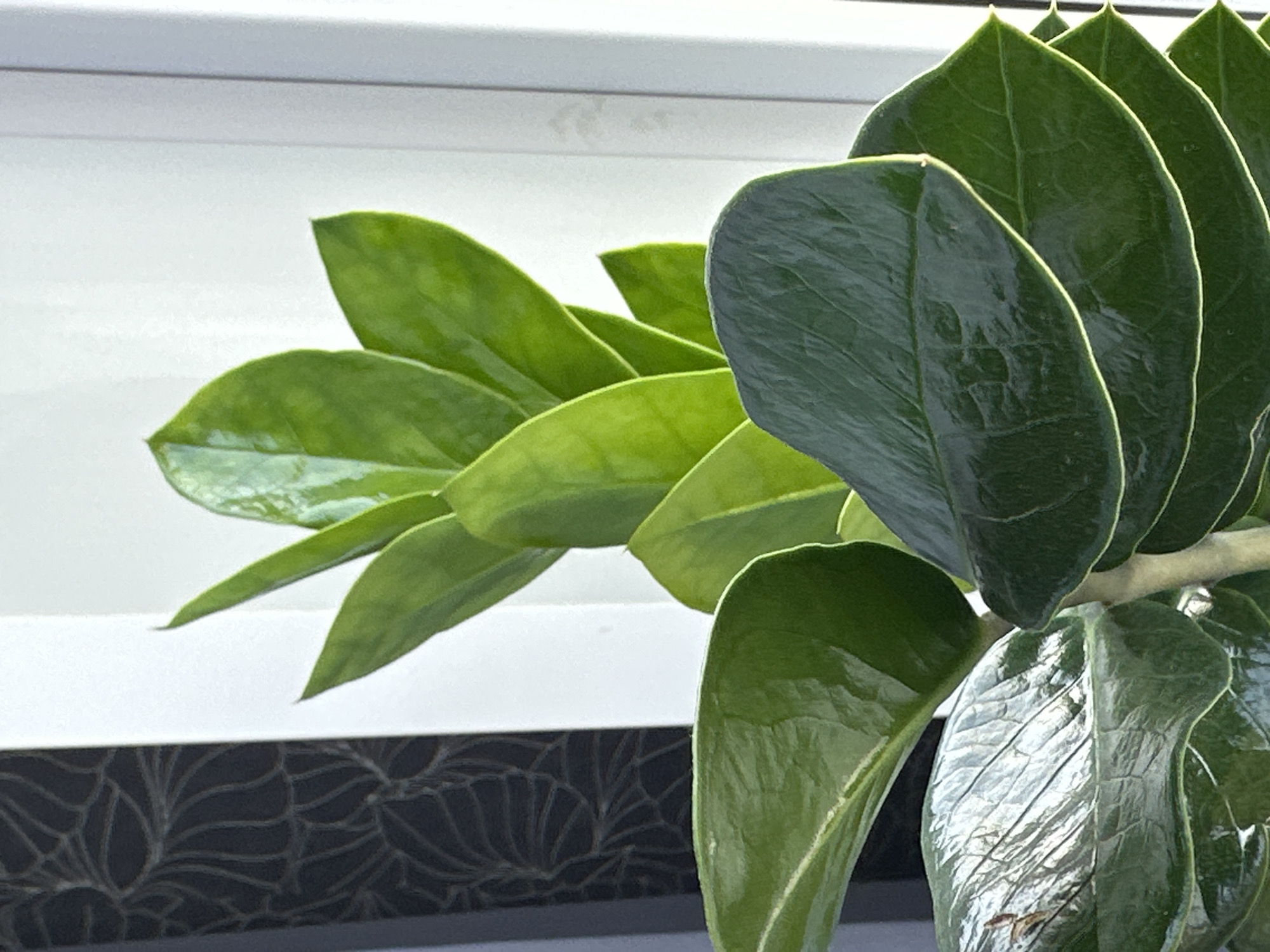 The image shows a close-up of a ZZ plant with glossy, dark green leaves. The plant is positioned near a window, with a white frame and a dark patterned curtain visible in the background on the left. The lighting suggests it is daytime, casting soft light on the leaves and creating subtle highlights. No people, actions, or specific city details are depicted.
