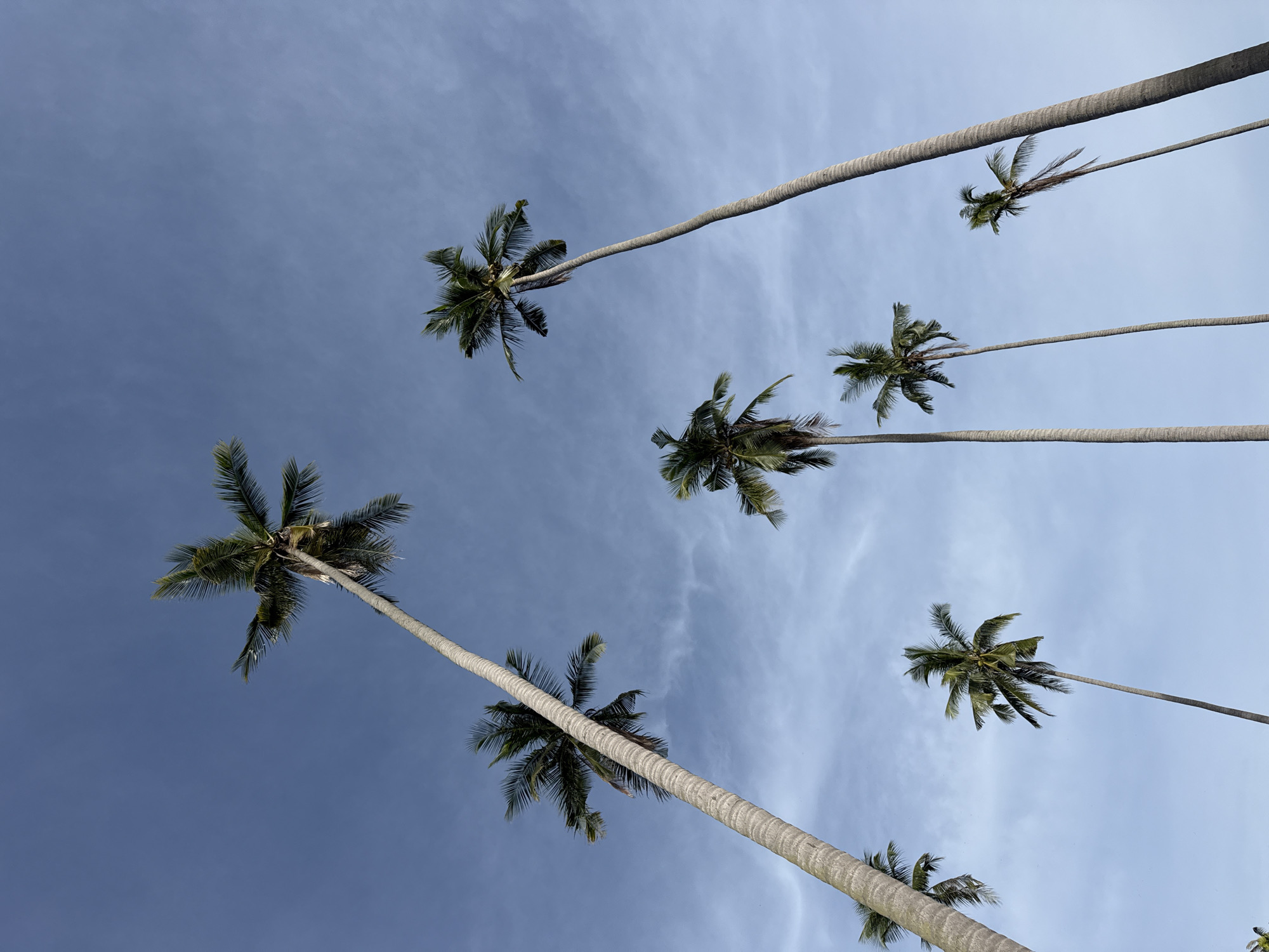 The image shows a cluster of tall, slender coconut palm trees silhouetted against a clear, light blue sky with wispy white clouds. The perspective is looking upwards from the ground, emphasizing the height of the trees. The trunks are textured and greyish-brown, with fronds of green leaves clustered at the top of each tree. The scene is bright and appears to be taken during the daytime. The location is identified as Baan Harn, Thailand, a tropical setting consistent with the presence of coconut palm trees. There are no people or animals visible in the image.