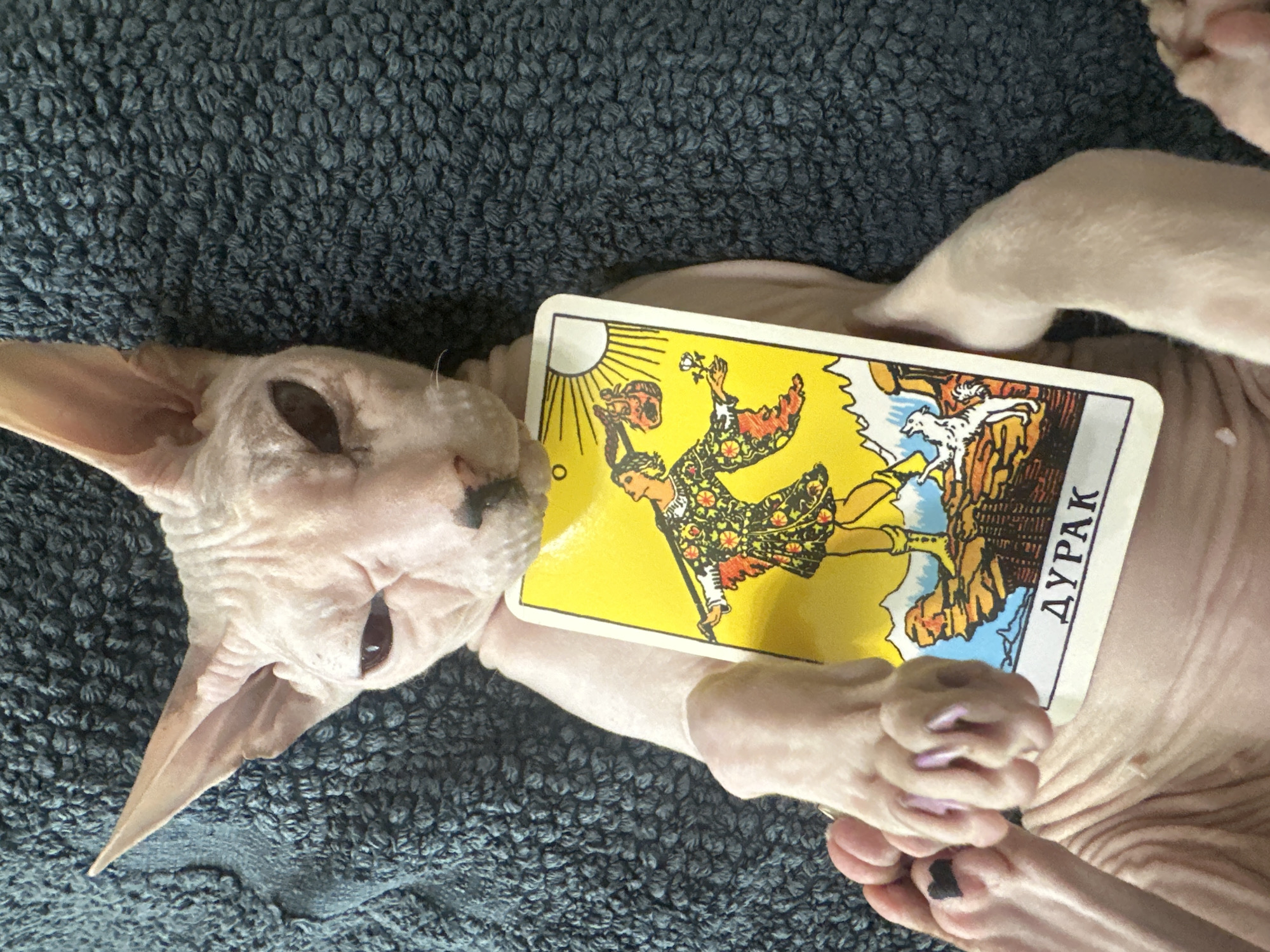 A close-up, high-angle shot shows a Sphynx cat lying on a dark blue, textured surface. The cat is pale pink and hairless, with large ears and an unamused expression. It is holding a tarot card with the character "ДYPAК" written on it, which translates to "The Fool," in its paws. The card depicts a figure in a colorful tunic and hat, holding a staff and a bag, with a small dog at its feet and a sun in the background. The cat's paws are visible, with its claws extended, and one of its toes has a small black heart marking. The cat's body is partially visible, and its skin appears wrinkled. There is no information available about the location in the city of Togliatti, Russia, as the image does not contain any discernible geographical markers.