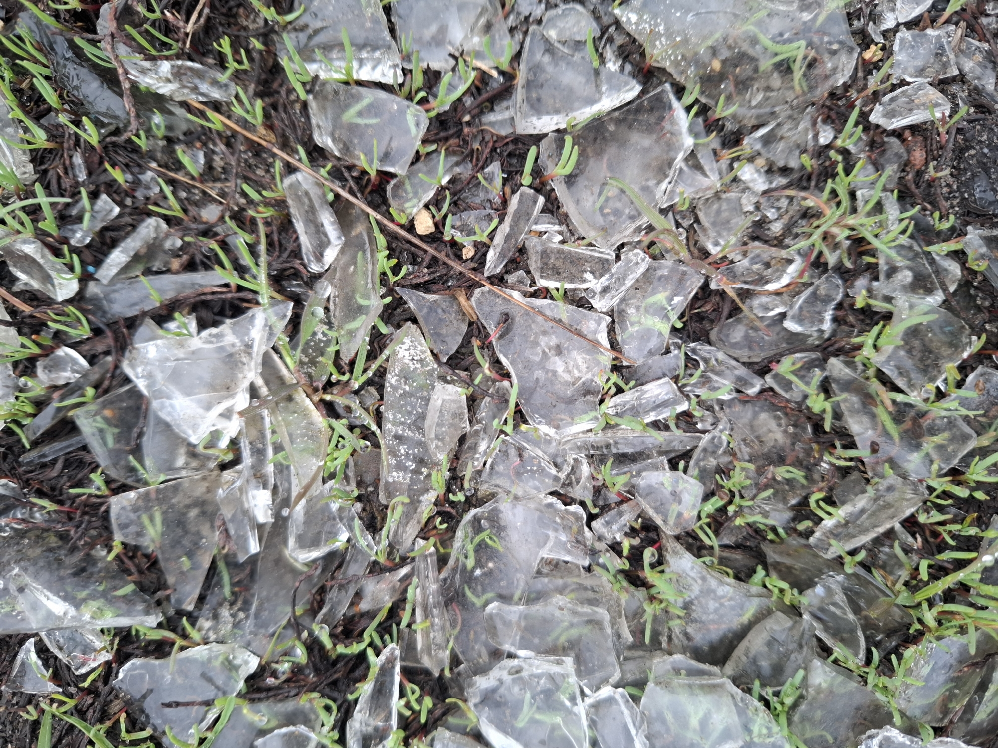 The image shows a patch of ground in an outdoor setting. Scattered across the ground are numerous shards of what appears to be clear, broken glass. Small green plants with reddish stems grow amidst the glass fragments. The soil beneath the glass and plants is dark in color and looks wet or damp. A few thin brown twigs are also visible. There are no people depicted in the image. The location in the city of Khlevnoye, Russia is not verifiable from the image alone.