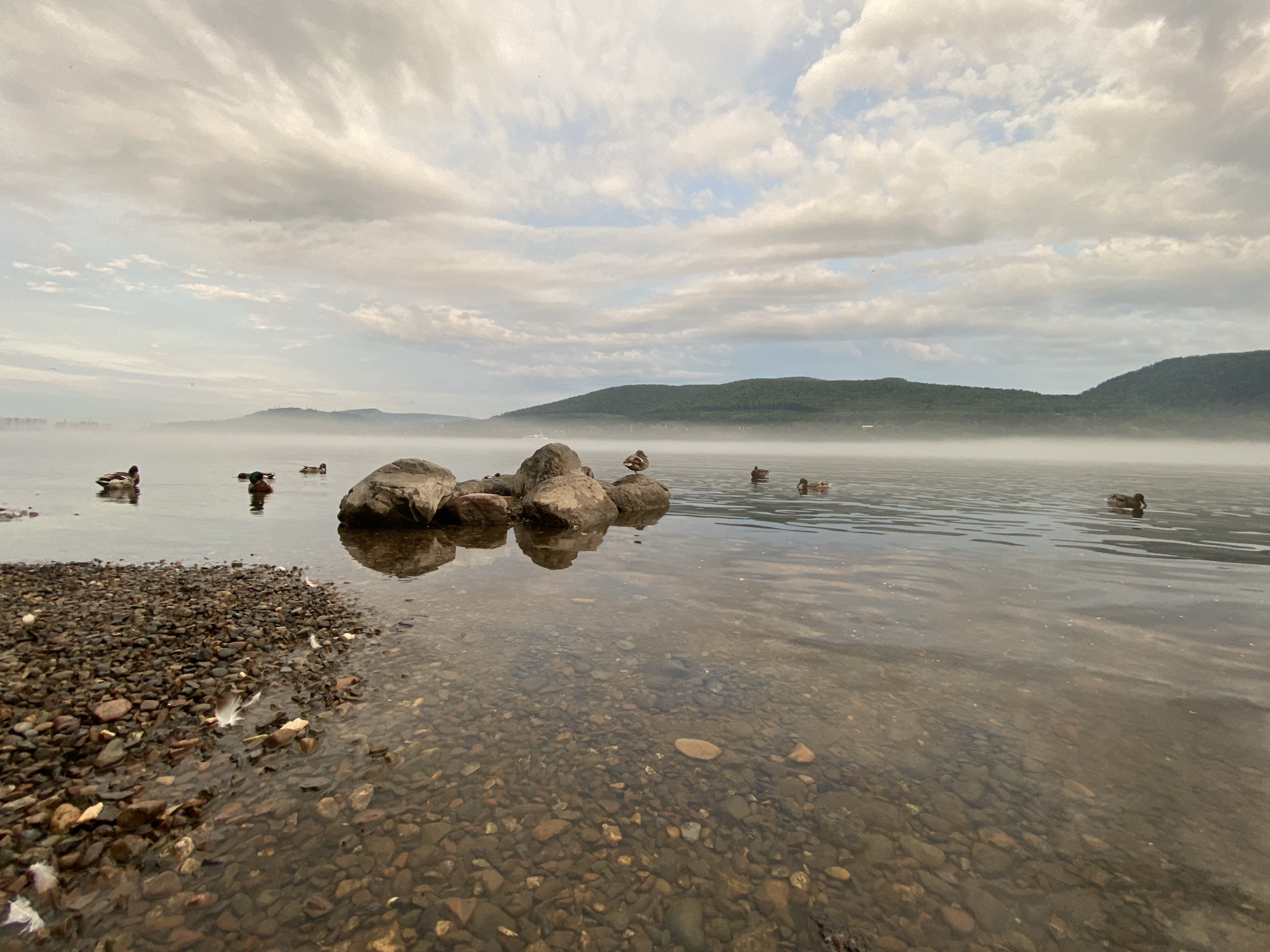 A group of mallard ducks swim on a calm body of water, possibly a river or lake, under a cloudy sky. The foreground is a rocky shoreline, with clear water revealing submerged stones. In the background, a hazy landscape of forested hills stretches across the horizon, obscuring any signs of urban development. The overall atmosphere is serene and natural, suggesting a location away from a densely populated area. The image is taken from a low angle, close to the water's surface, emphasizing the texture of the rocks and the reflections on the water.