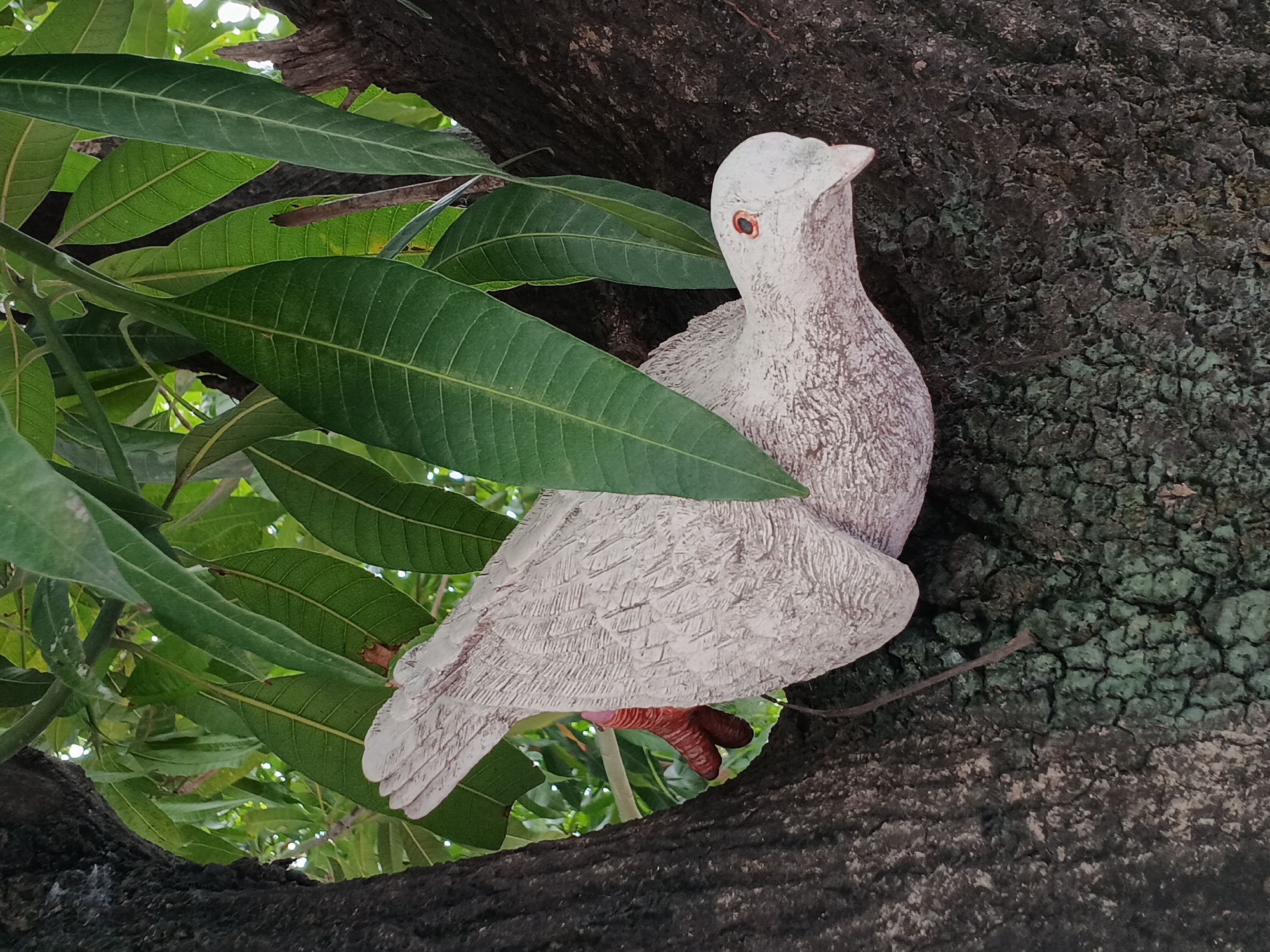 The image captures a white statue of a dove or pigeon perched amidst the dense green foliage and against the dark, textured trunk of a tree. The statue, appearing to be made of ceramic or concrete, features intricate feather-like textures, prominent red eyes, and reddish-brown feet partially visible beneath its body. The tree trunk exhibits a rough, cracked surface with patches of green, possibly moss or lichen. Numerous vibrant green leaves, characterized by their elongated shape and visible vein patterns, surround the statue, some partially obscuring it, suggesting they belong to a mango tree. The setting is outdoors, under natural daylight, with glimpses of brighter areas visible through the canopy. No human figures or activities are depicted, and there is no visible text. The scene is situated in Shunde District, China.