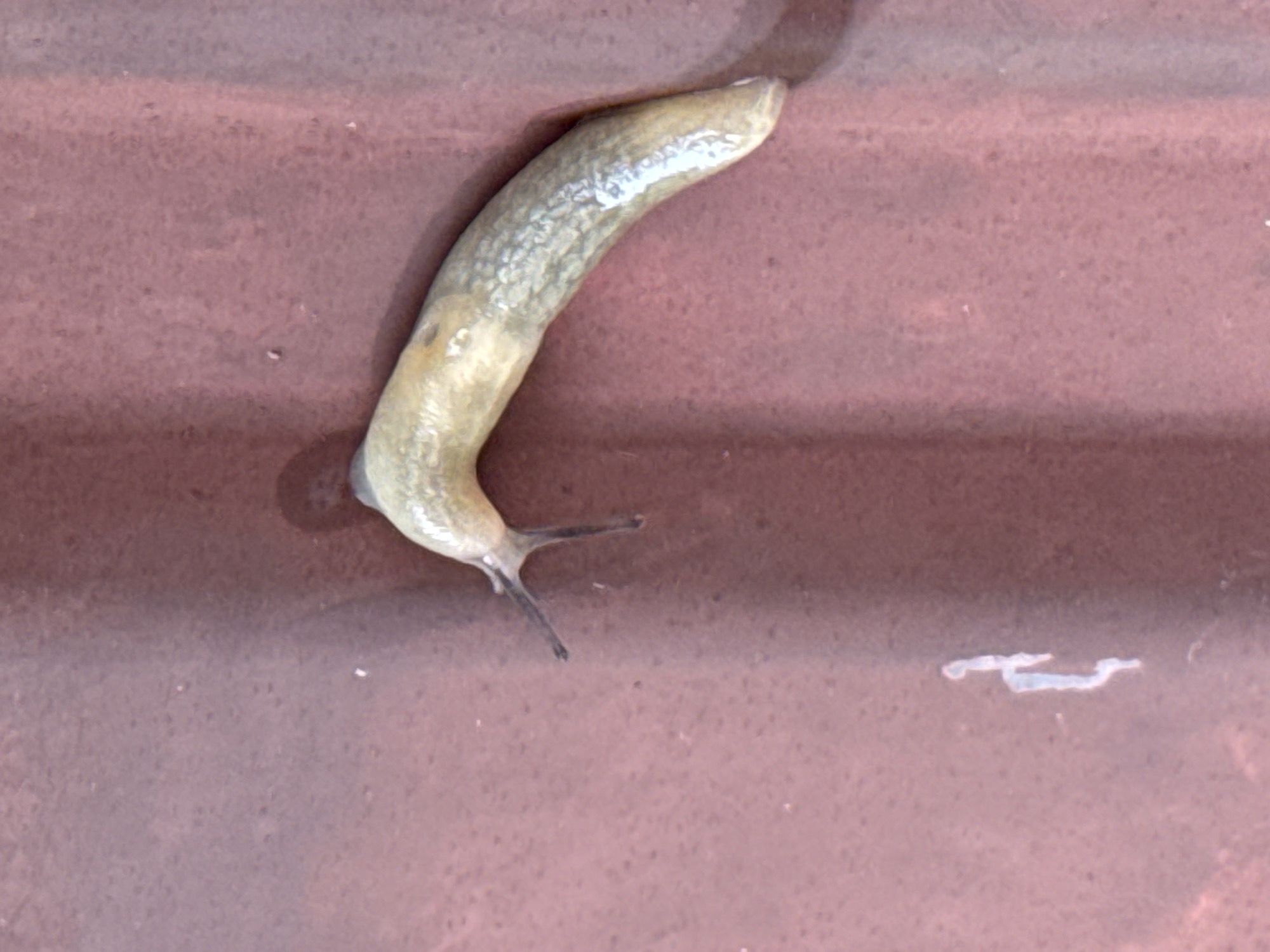 A light brown slug with dark gray antennae is positioned on a reddish-brown corrugated surface. The slug is curved, with its head facing left. The surface appears to be outdoors, possibly a metal roof or siding. The background is blurred, but shows subtle textural variations and a faint shadow cast by the slug.