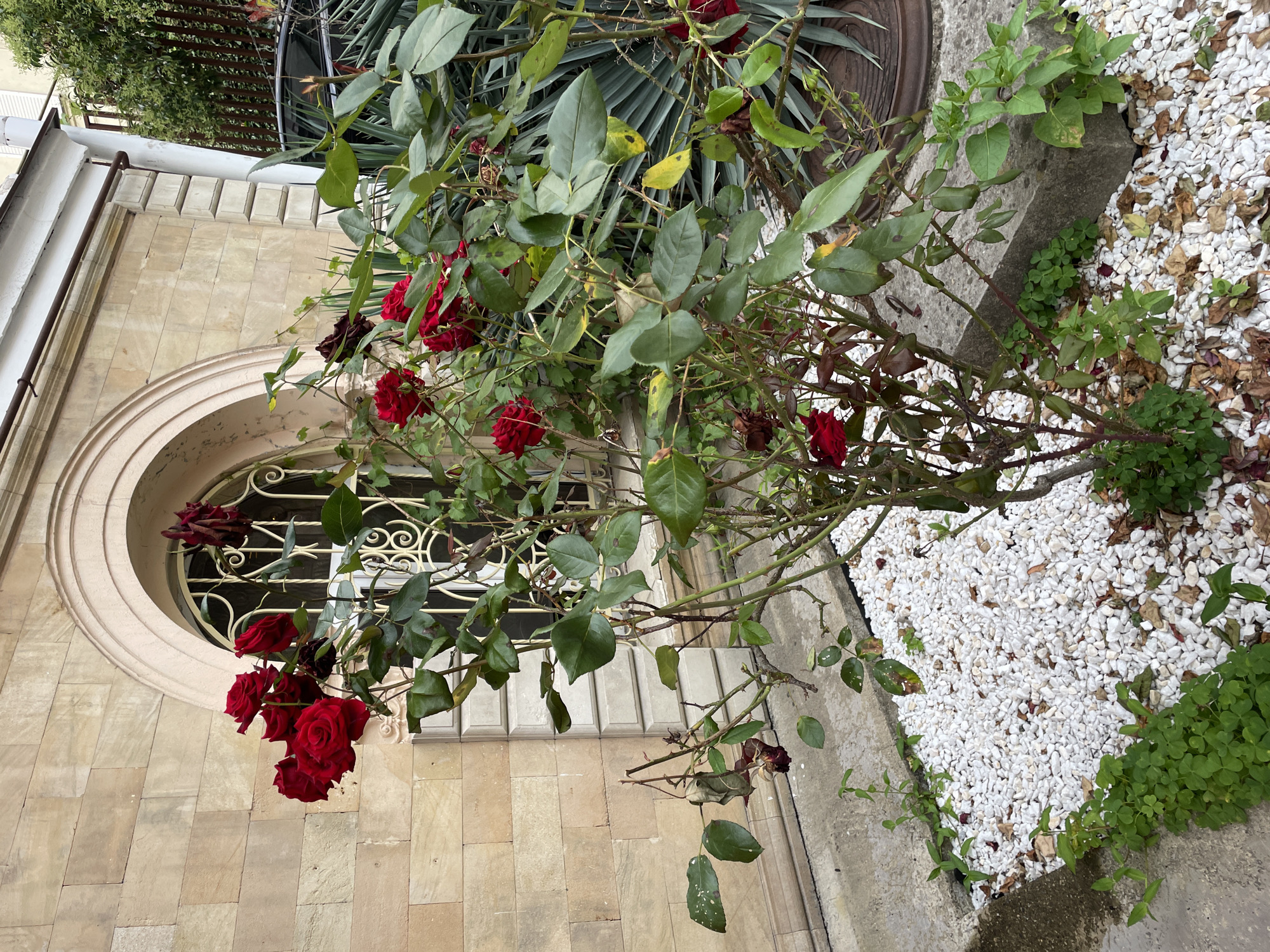 The image shows a close-up view of a rose bush with several red roses in bloom. The bush is situated in front of a building with a beige, stone facade and an arched window with decorative metalwork. The ground around the bush is covered with white gravel, and there are some green plants growing around the edges. In the background, a dark-colored car and a large potted plant are partially visible. The lighting suggests it is daytime, possibly overcast. The scene appears to be an outdoor setting, likely a garden or courtyard, in the city of Sochi, Russia. There are no people or animals visible in the image.