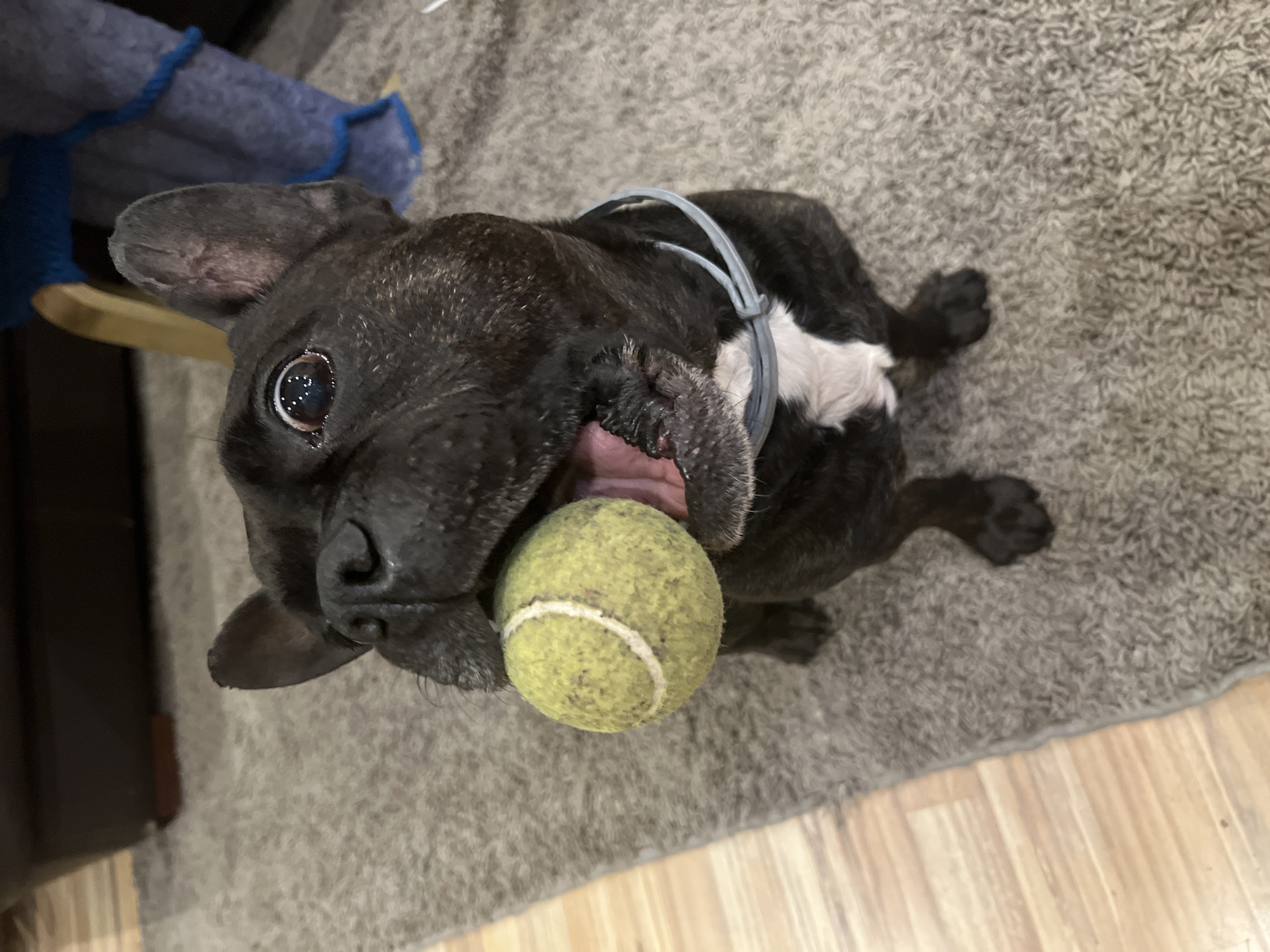 A brindle and white French Bulldog is lying on a grey carpet with its paws facing forward. The dog is holding a yellow-green tennis ball in its mouth. The dog is wearing a grey collar. A blue and grey object sits in the background to the upper left. The background also shows hardwood flooring. No information can be derived about the city of Burgas, Bulgaria.