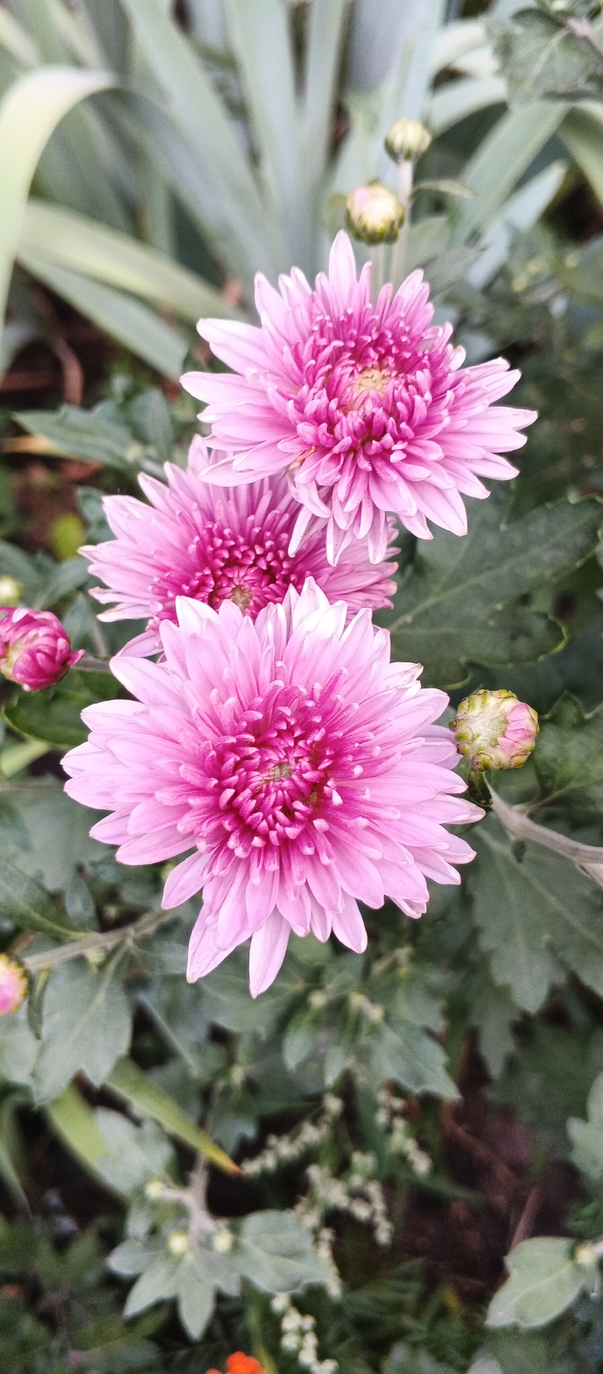 This is a close-up, vertical, outdoor photograph of several pink chrysanthemums. The flowers are in various stages of bloom, with some fully open and others as buds. The petals are delicate and layered, with a darker pink center and lighter pink outer edges. The leaves are dark green and appear to be slightly out of focus, providing a soft background for the flowers. The lighting suggests it is daytime, possibly overcast, as there are no harsh shadows. The location in Smila, Ukraine, is not explicitly evident from the image itself, but the presence of chrysanthemums suggests a garden or park setting.