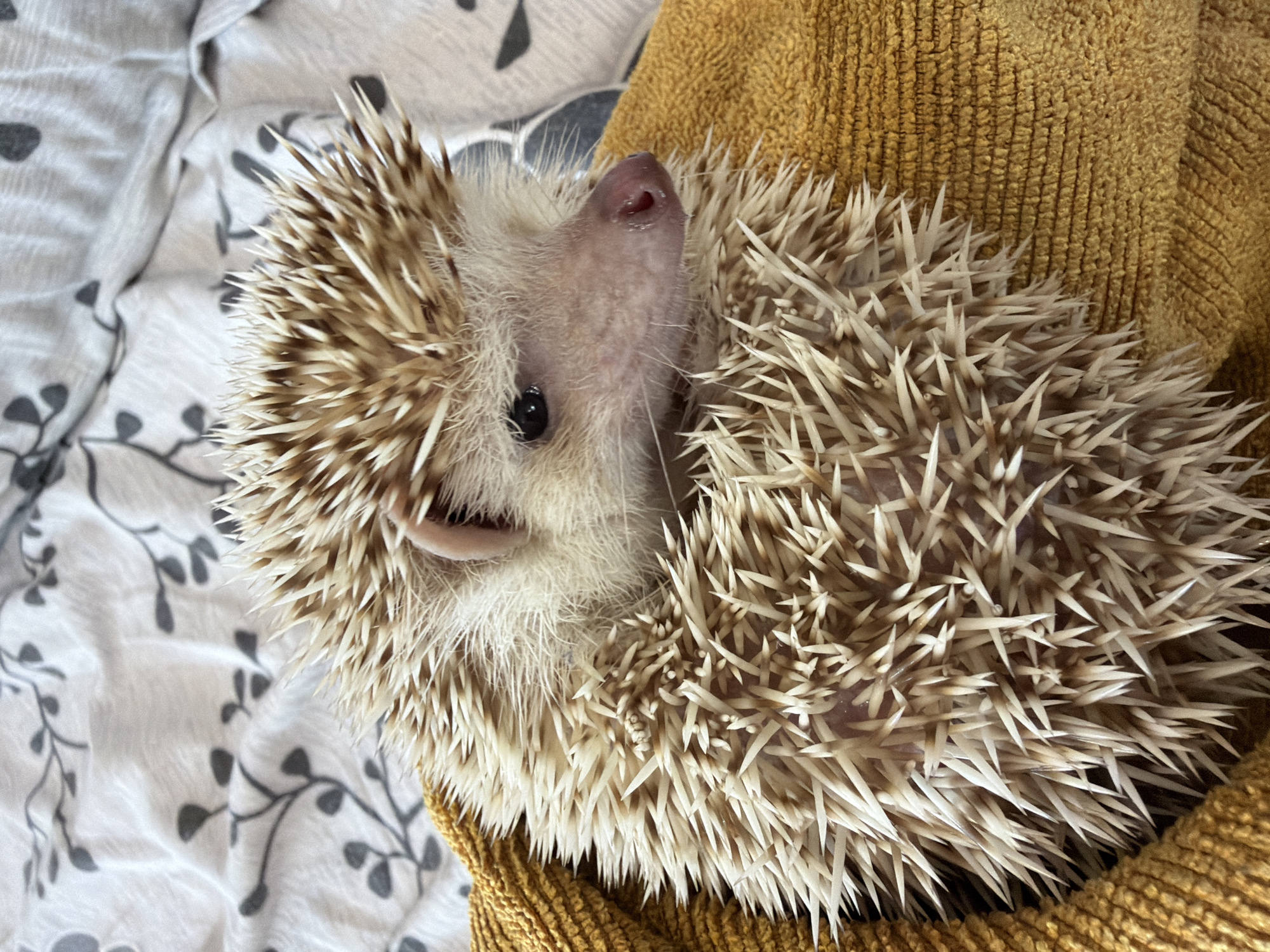 An African pygmy hedgehog is nestled in a bright yellow, ribbed fabric. The hedgehog is mostly curled into a ball, with its tan and white quills prominently displayed. Its face is visible, featuring a small black eye, a pink snout, and soft white fur around its face and ears. The background consists of a white fabric with a subtle pattern of dark grey branches and leaves. The scene appears to be indoors, possibly on a bed or sofa. There is no identifiable location in Sofia, Bulgaria.