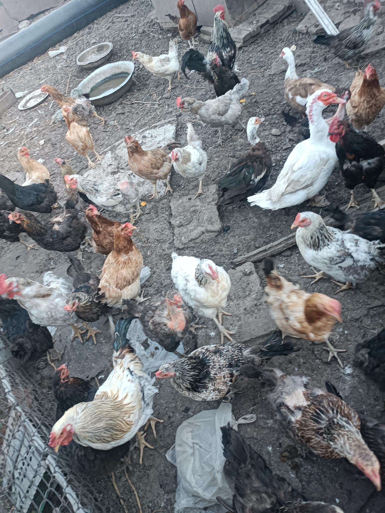 This image depicts a flock of chickens and ducks in an outdoor enclosure, possibly a farm or backyard. The ground is covered with dirt and gravel, with scattered debris like plastic bags and pieces of wood. Several chickens of various breeds and colors are visible, including white, brown, black, and speckled varieties. Two ducks, one predominantly white and the other with brown and white markings, are also present. In the background, a large grey pipe runs horizontally. The setting appears to be a rural area.