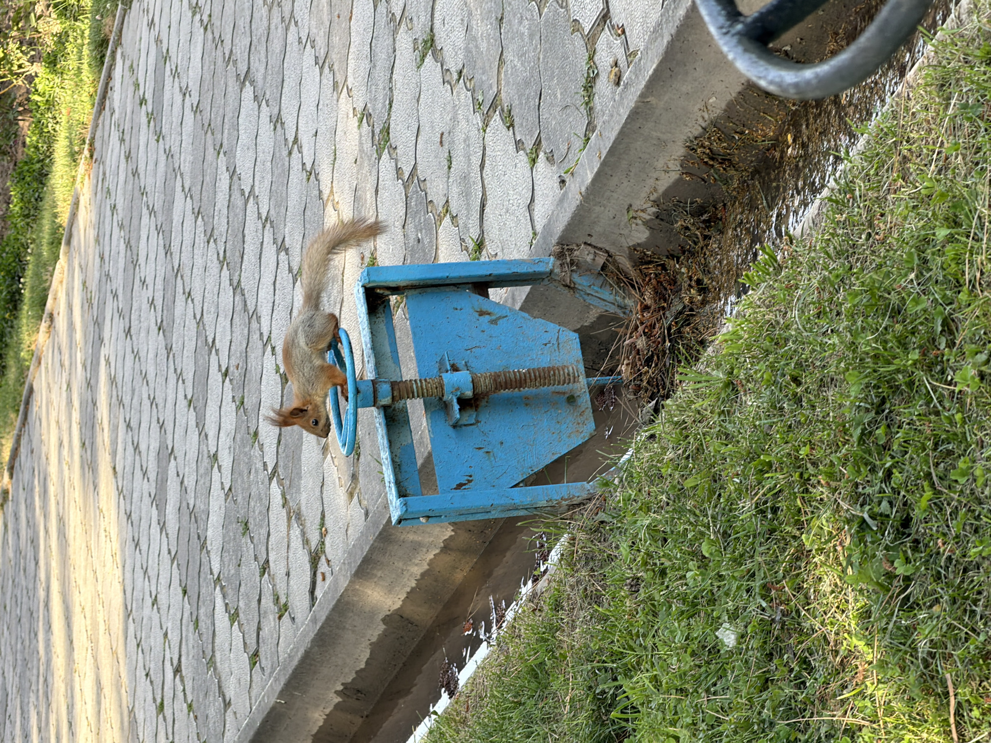 An adult Eurasian red squirrel with reddish-brown fur, a bushy tail, and prominent ear tufts is perched on the circular handle of a blue metal gate valve. The valve is positioned at the edge of a concrete-lined ditch or canal, which contains shallow, murky water and some debris. The ditch is bordered by a concrete curb and a paved pathway made of interlocking grey stones. Green grass grows along the left side of the ditch and between the paving stones. The scene appears to be outdoors, likely in a park or urban green space, during daylight.
