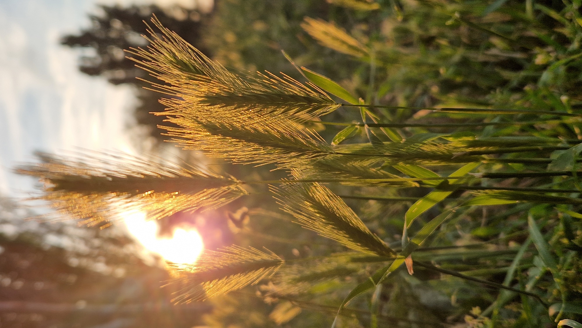 The image shows a close-up of several green wheat stalks with awns, illuminated by the golden light of a setting sun. The sun, a bright orb, is partially visible behind the stalks, casting a warm glow and lens flare across the scene. The background is blurred, with hints of trees and sky, suggesting an outdoor environment, possibly a field or park. The foreground consists of more green foliage, also slightly out of focus. There are no people or animals visible in the image.