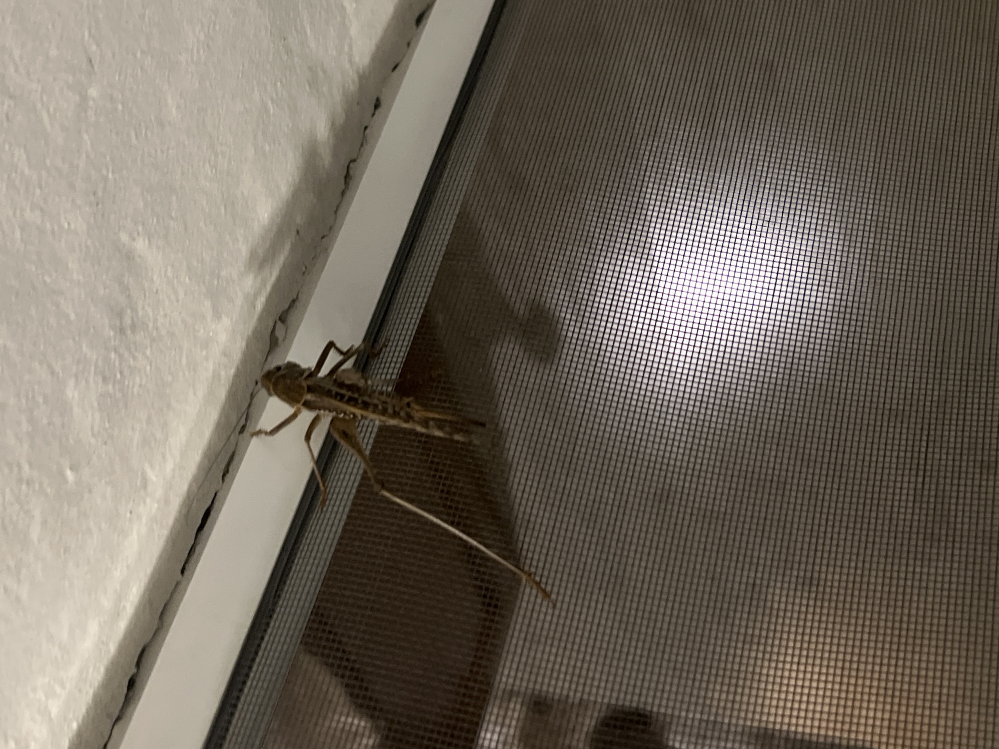 A close-up, eye-level shot captures a long, brown insect clinging to a window screen. The insect, which appears to be a type of grasshopper or stick insect, is positioned diagonally across the frame, with its body facing towards the lower right. Its thin legs are visible, gripping the mesh of the screen. Behind the screen, a blurred background suggests an indoor setting with soft lighting, possibly emanating from a room. The exterior of the window frame, a white painted sill, and a textured wall are visible to the right of the screen, indicating an outdoor view is obstructed. The overall scene is unremarkable and does not provide specific clues about its location in Vratsa, Bulgaria, or any particular context beyond the presence of an insect on a window screen.