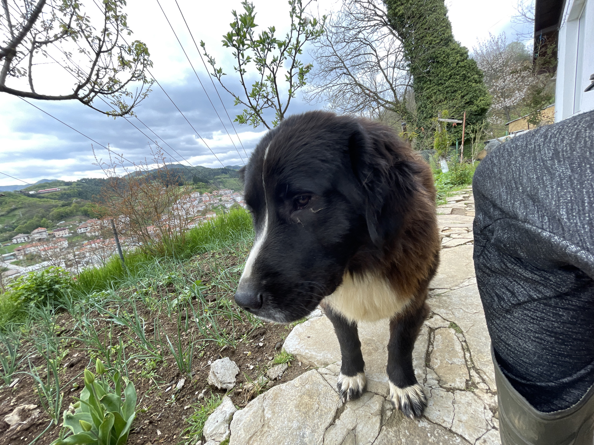 A black, white, and brown dog stands on an irregularly paved stone path, looking slightly downwards and to its left. The dog has predominantly black fur, a distinctive white stripe running down its forehead and muzzle, a white chest, and white markings on its paws. Its body shows patches of brown fur, particularly on its sides and back. To the right of the dog, a person's leg is visible, clad in dark grey, textured pants and a dark boot.
The setting is an outdoor area, possibly a garden or yard, with a panoramic view of a town nestled in a valley surrounded by green, tree-covered hills in the background. In the midground, a dirt garden bed contains rows of young green plants, resembling chives or spring onions, and a cluster of green tulip buds. Overhead, the sky is overcast with heavy clouds, suggesting a cloudy day. Several trees are visible; some have bare branches with fresh green leaves sprouting, indicating spring, while others are dense evergreens. Power lines stretch across the upper part of the frame. On the far right, a portion of a white building wall and a tall, dark evergreen hedge are visible. The overall scene depicts a quiet, natural environment with human habitation in the distance. No text is visible in the image.