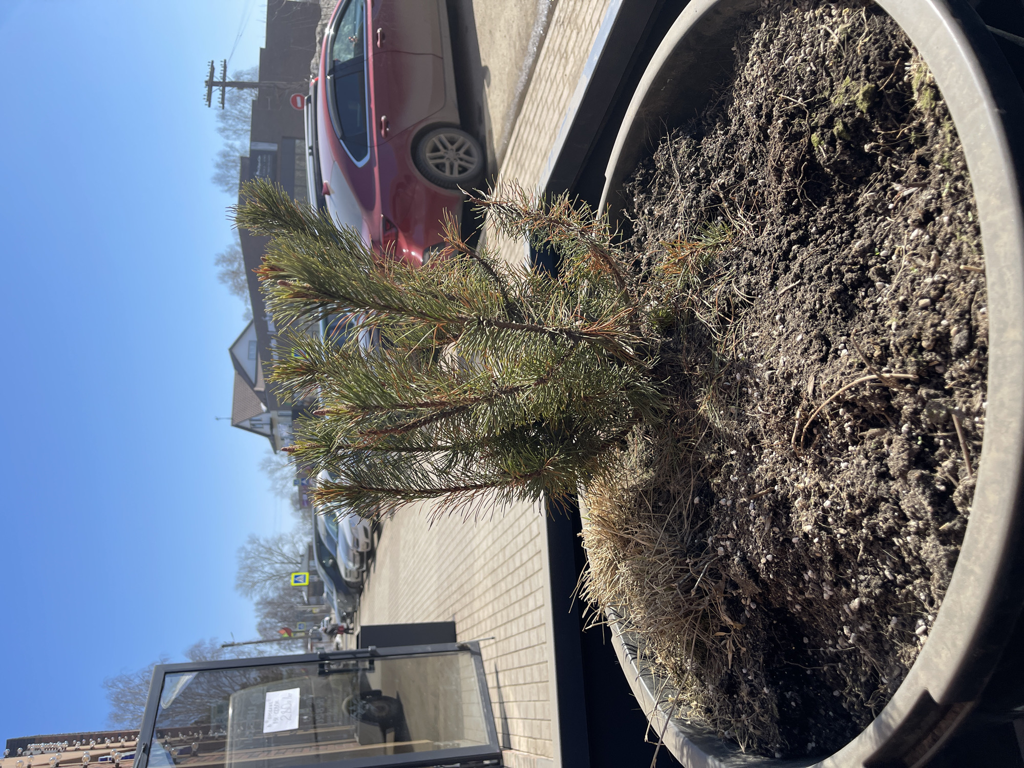 A potted pine sapling stands outside a building in Osa, Russia on a sunny day. The sapling, showing some browning, is planted in dark soil with dried grass. A red car is parked in the background on a brick-paved area next to the building. A pedestrian crossing sign is visible in the distance, indicating an urban environment. Part of a glass-enclosed structure, possibly a storefront or display case, is visible in the foreground.