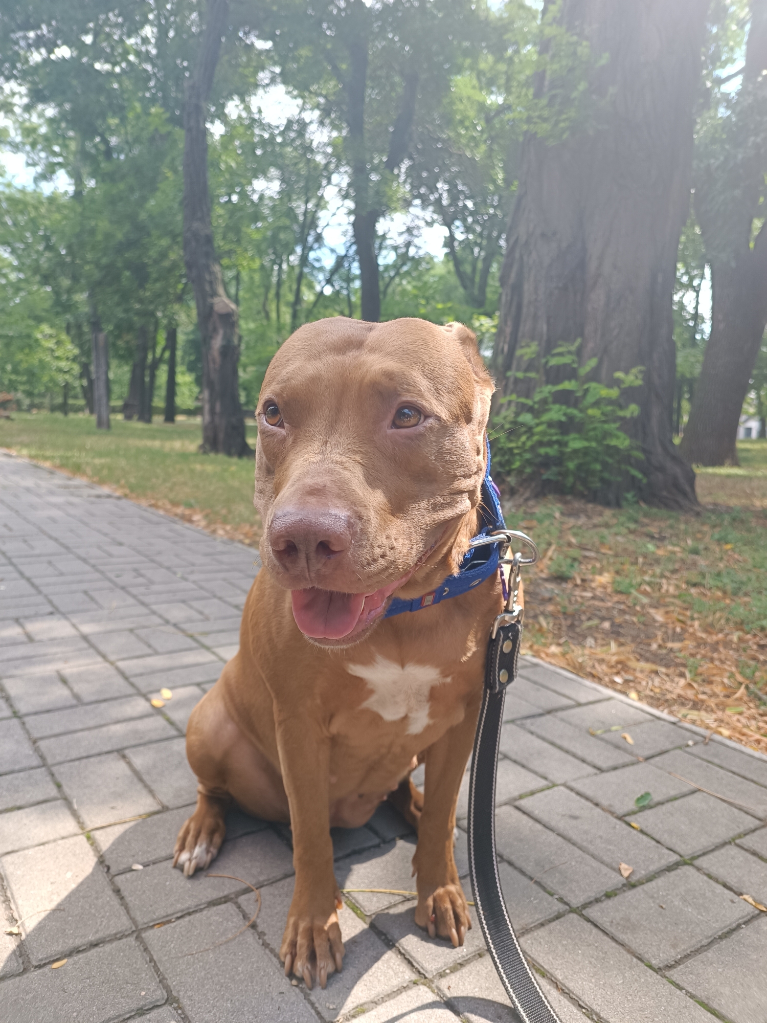 A medium shot captures a brown pit bull sitting on a paved walkway in a park. The dog is facing the camera, with its mouth slightly open and tongue visible. It wears a blue collar with a leash attached. The background consists of green trees and grass, indicative of a park setting. The lighting suggests it is daytime, possibly with dappled sunlight filtering through the trees. The walkway is made of interlocking grey pavers. The overall scene is calm and appears to be in an outdoor urban park environment. The image does not contain any specific landmarks or features that would definitively identify the location as Zaporizhzhia, Ukraine.
