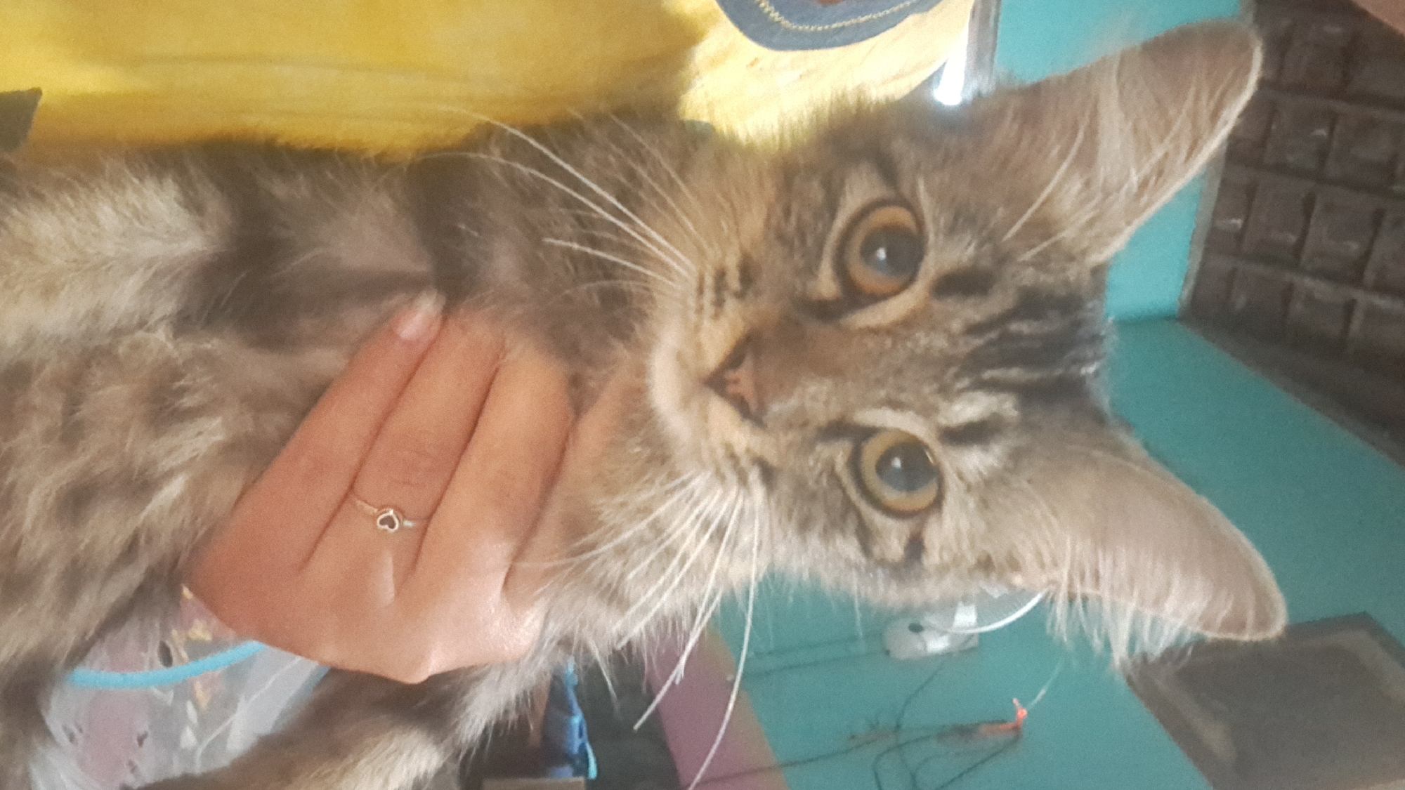 A young tabby cat with large, expressive amber eyes is held close to the camera, its gaze directed forward. The cat's fur is a mix of grey and brown stripes, with prominent white whiskers. It is being cradled by a person whose arm and hand are visible. The person is wearing a yellow shirt with a blue and yellow striped collar and a delicate silver ring with a heart-shaped design on their ring finger. The background appears to be an indoor setting, possibly a home in Sumberejo, Indonesia, with a turquoise-painted wall and a ceiling made of dark wooden tiles. The overall lighting suggests it is daytime.