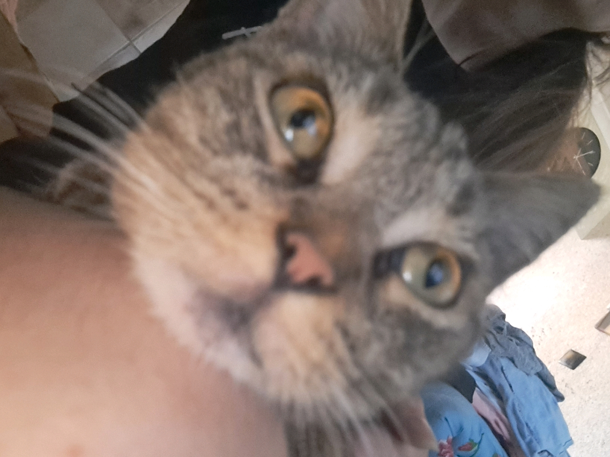 The image shows a close-up of a gray tabby cat's face, with its left eye and nose clearly visible. The cat's head is tilted, and it appears to be looking directly at the camera. The background is blurred, but it seems to be an indoor setting with some clothing and a floor visible. There are no discernible landmarks or details to identify the location as Vypasne, Ukraine.