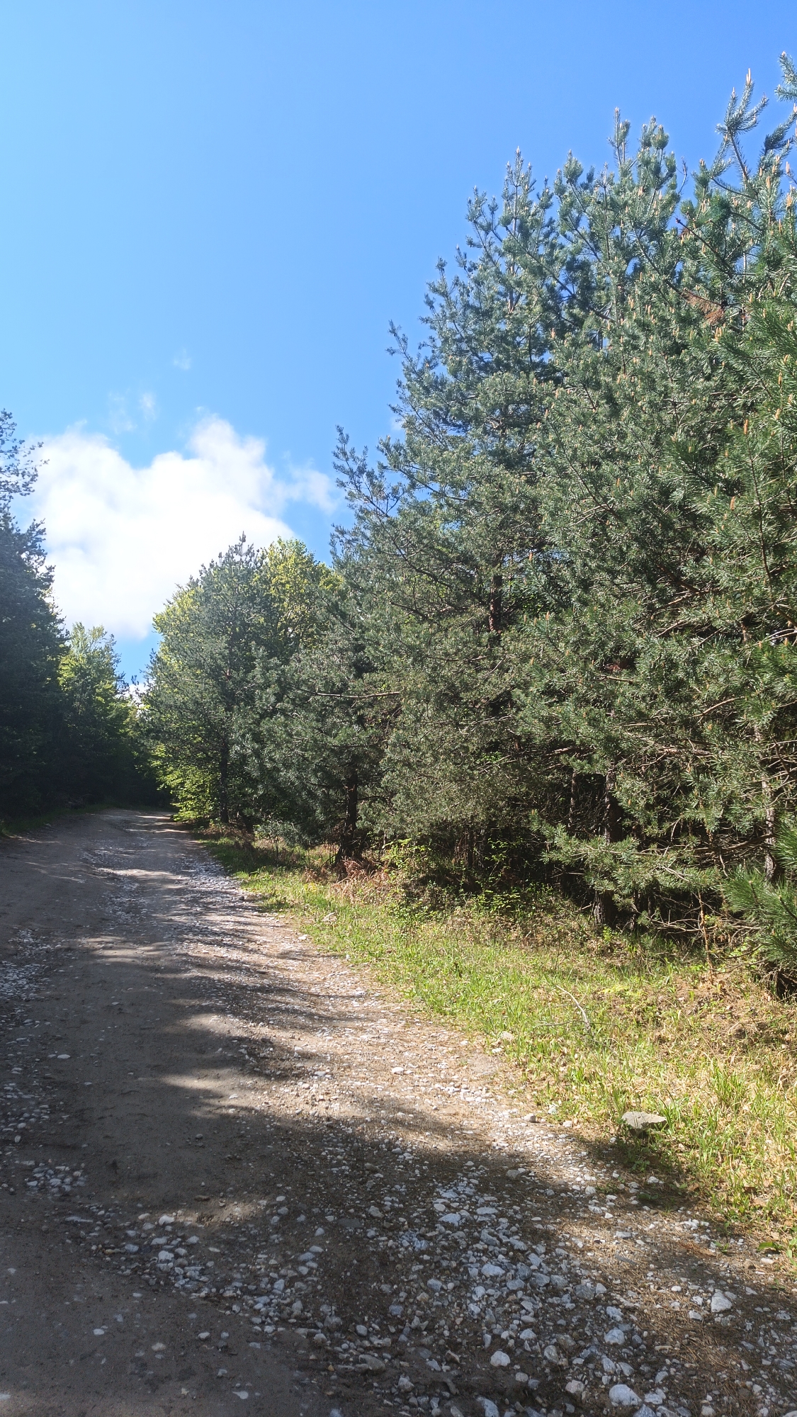 The image shows a dirt and gravel road in Vrata, Bulgaria, flanked by deciduous and coniferous trees. The sky is partially clear with some clouds. The road is uneven and shadowed, with small rocks visible on the surface. Green grass grows along the edge of the road where it meets the trees. No people, animals, or other notable objects are visible.