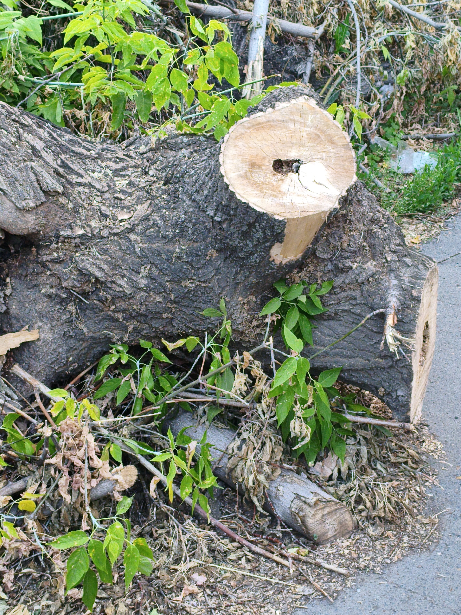 This is a medium shot, eye-level, outdoor photograph of a large, freshly cut tree trunk lying on the ground, likely in a park or along a street in Orenburg, Russia. The trunk is thick and dark-barked, with a visible cut end showing its rings and a small hollow in the center. Green vines and leaves are growing around and over the trunk, suggesting it has been there for some time or that the surrounding area is overgrown. The ground around the trunk is covered with dry leaves, twigs, and sawdust. In the background, more vegetation and debris are visible. There are no people or animals in the image. The scene appears to be undisturbed and is presented in natural daylight.