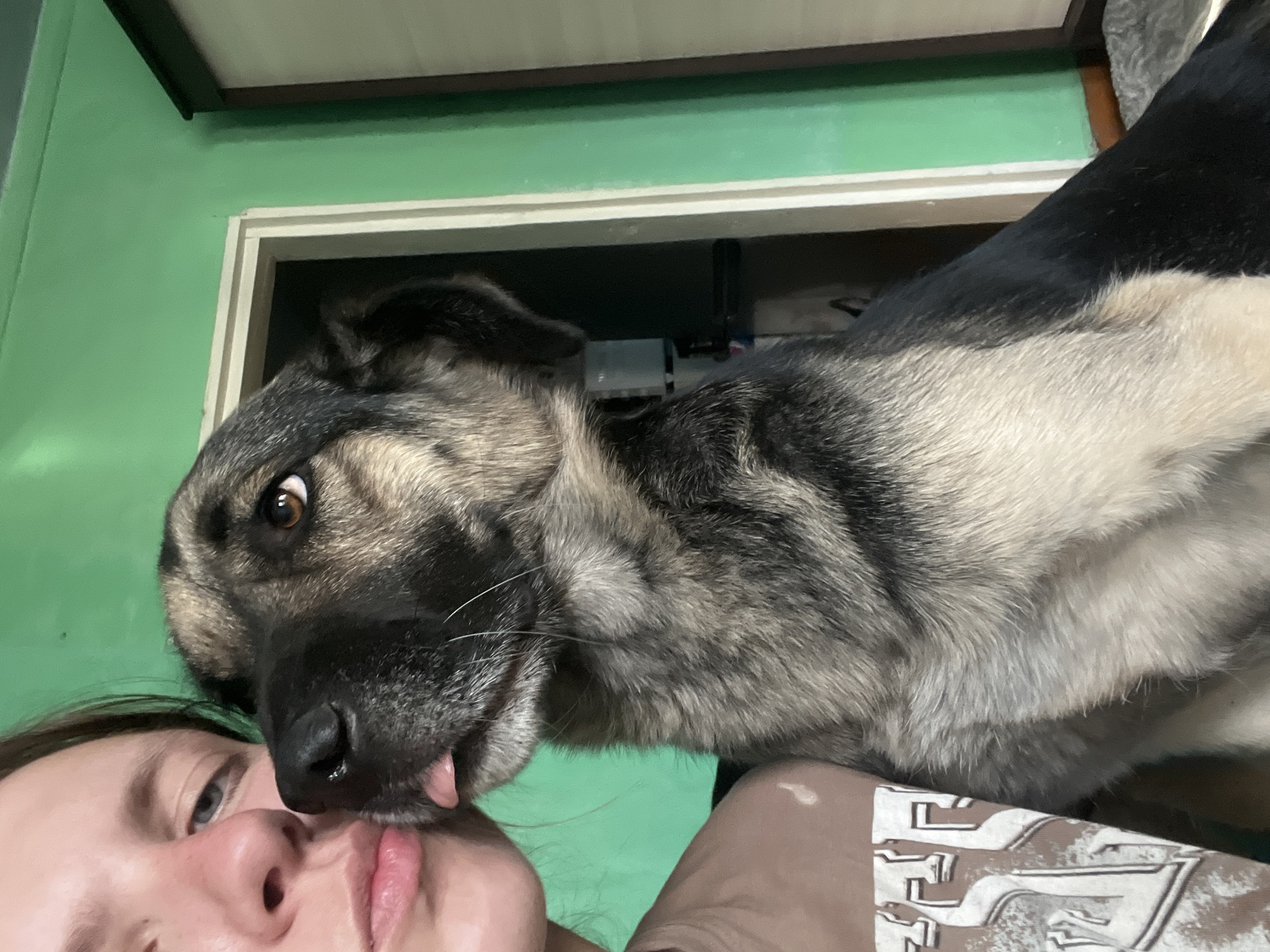 A photograph taken from a low angle shows a person interacting with a dog. The person's face is visible in the bottom left corner, with their nose and lips close to the dog's snout. The dog, a large breed with black, grey, and beige fur, appears to be licking the person's face, its tongue slightly visible. The dog's eye is in focus, showing a brown iris and a visible sclera.
The background is a green wall with a white-framed doorway. Behind the doorway, some indistinct objects are visible in a darker space. The lighting in the photograph appears to be indoor lighting.
There is no information in the image to indicate the location is Nizhny Tagil, Russia.