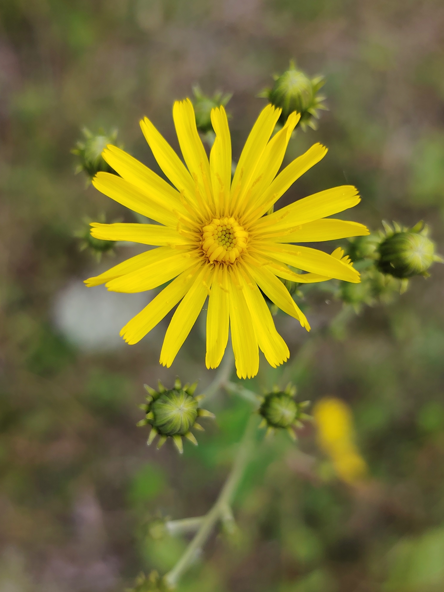 A close-up, top-down shot captures a bright yellow flower in full bloom, its delicate petals fanning outwards. The flower's center is a cluster of smaller yellow florets. Several green, unopened flower buds are visible around the main bloom, some appearing thorny. The background is a soft blur of muted green and brown, suggesting an outdoor natural setting. There is no visible indication of the city of Прикамский, Russia, within the image itself. The lighting is natural, casting subtle shadows on the petals.