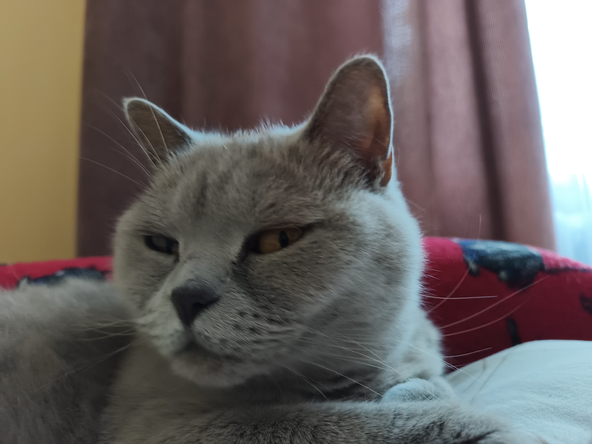 The image is a close-up, eye-level shot of a grey cat lying down indoors. The cat has yellow eyes and is looking towards the left side of the frame. Its paws are tucked in front of it, and its head is resting on a soft surface, possibly a pillow or cushion. The background consists of a red patterned object, likely a bed or sofa, and a blurred backdrop of curtains and a window, suggesting an indoor domestic setting. There is no discernible location in the city of Ternopil, Ukraine.