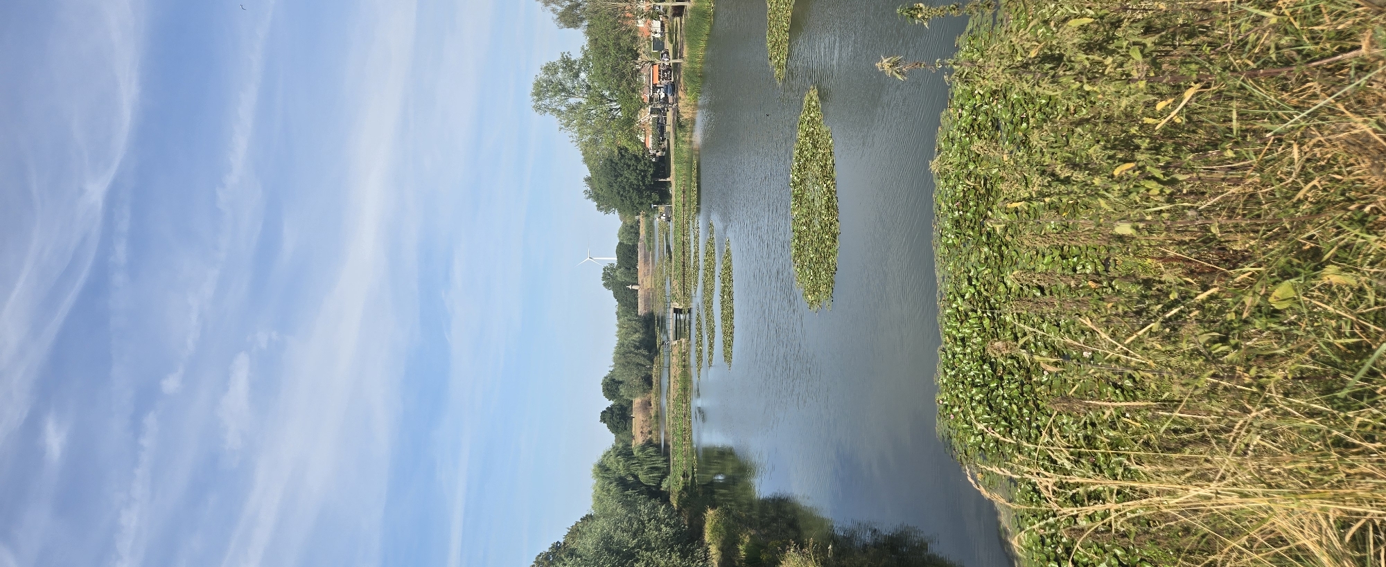 The image shows a body of water with lily pads, surrounded by trees and a bridge. In the background, a windmill can be seen. The sky is blue with some clouds. The foreground consists of tall grass and foliage. The scene appears to be a park or natural area within the city of Brill, Netherlands. There are no people or animals visible in the image. The overall impression is one of a peaceful, natural landscape.