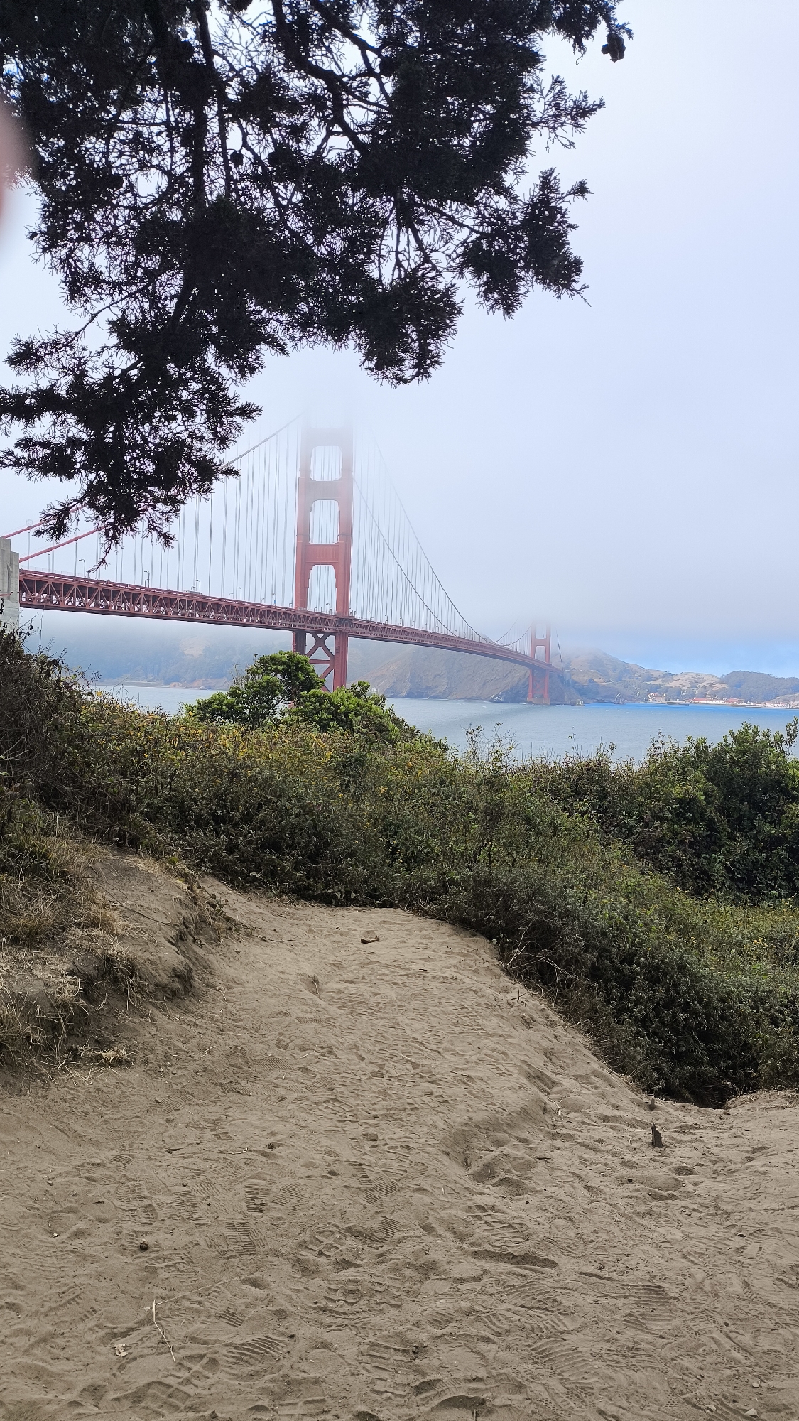 A vertical, medium shot captures the Golden Gate Bridge shrouded in fog, viewed from a sandy incline covered in sparse vegetation. A dark, leafy tree branch hangs from the top left corner, partially obscuring the sky and the upper portion of the bridge. The iconic red suspension bridge's towers are visible, with cables stretching across the misty expanse. The water below is a muted blue-gray, and distant hills are barely discernible through the fog. The foreground consists of a sandy path with numerous footprints, suggesting recent human activity. The overall scene evokes a sense of natural beauty and the atmospheric conditions typical of San Francisco, United States of America.