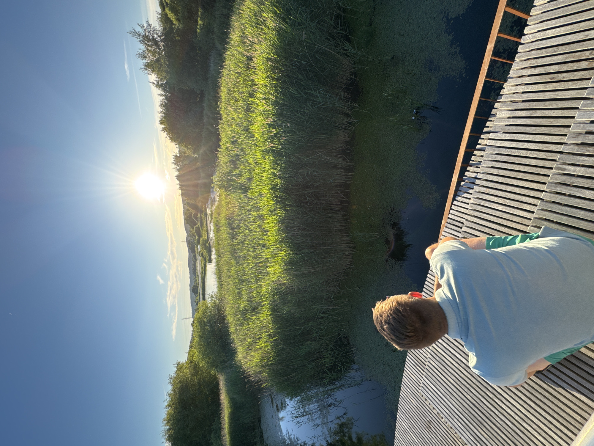 A young person with blonde hair, wearing a light blue polo shirt and green shorts, sits facing away from the camera on a wooden platform overlooking a body of water. The platform is constructed from light-colored wooden planks arranged lengthwise. The water, partially covered in green algae, reflects the bright sun. Dense green reeds line the edge of the water, illuminated by the sun, creating a vibrant contrast with the darker water. In the background, lush green trees and bushes form a natural landscape under a clear blue sky. The sun is high in the sky, casting strong rays and a lens flare. The scene suggests an outdoor setting, possibly a nature reserve or park. The location is identified as the Tirsbæk Strand nature area, within the city of Vejle, Denmark.