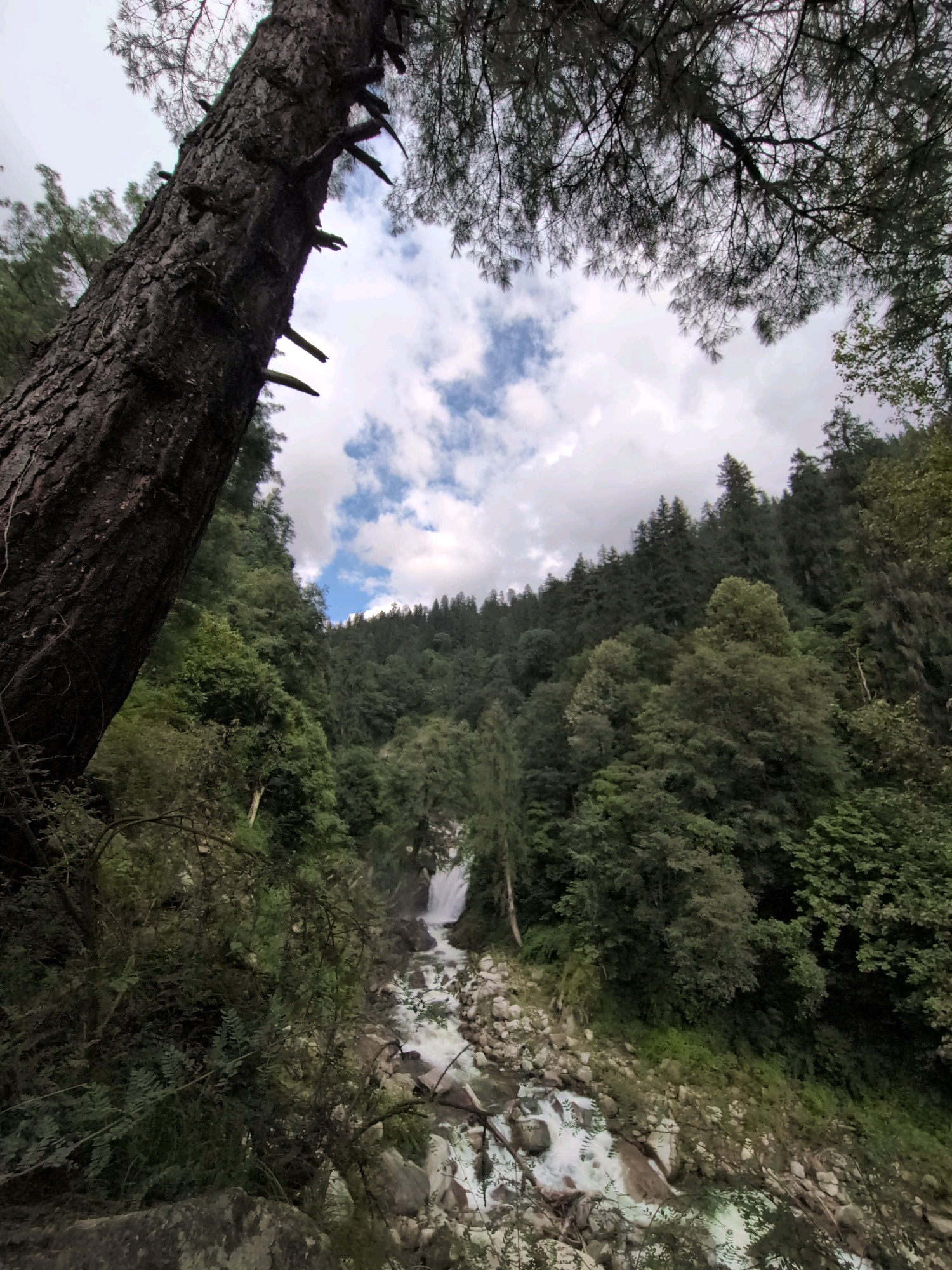 The image depicts a natural landscape dominated by lush green vegetation and a flowing body of water. In the foreground, a large, dark-barked tree trunk extends diagonally upwards from the left, its branches reaching towards the sky. The sky above is partly cloudy, with patches of blue visible.
The middle ground features a rocky riverbed with a waterfall cascading down from a higher elevation. The water is white and frothy, indicating a rapid flow. The surrounding slopes are densely covered with a variety of trees and other green foliage, creating a thick forest canopy. The terrain appears to be hilly or mountainous.
The background consists of more distant trees forming a continuous green slope that reaches up to the horizon. The overall scene suggests a remote, natural environment. The image appears to be taken from a slightly elevated position looking down towards the waterfall and river. There are no people or man-made structures visible in the image, suggesting a wild or undeveloped area.
The image is a landscape photograph, likely taken in a region characterized by forests and rivers. Without further information, the specific location within Dashal, India, cannot be determined solely from the visual content. The scene evokes a sense of nature's untouched beauty and the power of flowing water.