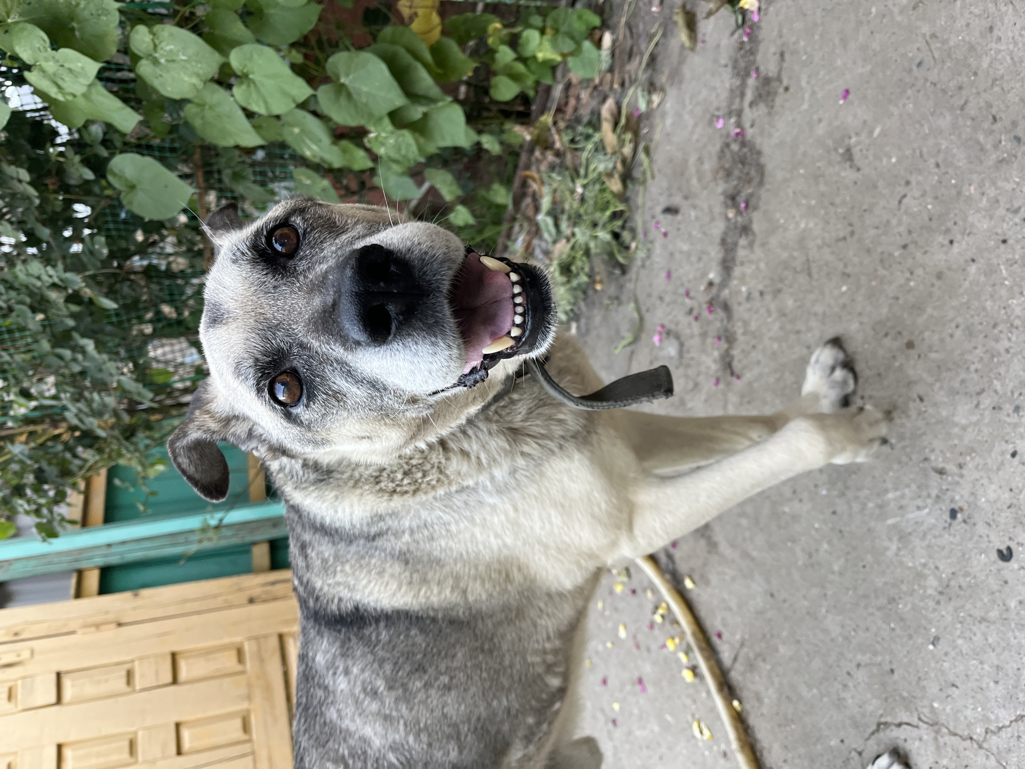 An elderly, mixed-breed dog with graying fur and large, alert brown eyes is the subject of this vertical, medium-shot outdoor photograph. The dog's mouth is open, revealing its pink tongue and a row of white teeth, suggesting it may be panting or smiling. A dark collar is visible around its neck. The dog stands on a concrete surface, possibly a patio or yard, with scattered pink and yellow flower petals. To the left, a portion of a wooden fence or door is visible, and behind the dog, a green fence and dense green foliage create a natural backdrop. A yellow hose lies on the ground in the foreground. The scene appears to be a backyard in Krasnyye Barrikady, Russia.