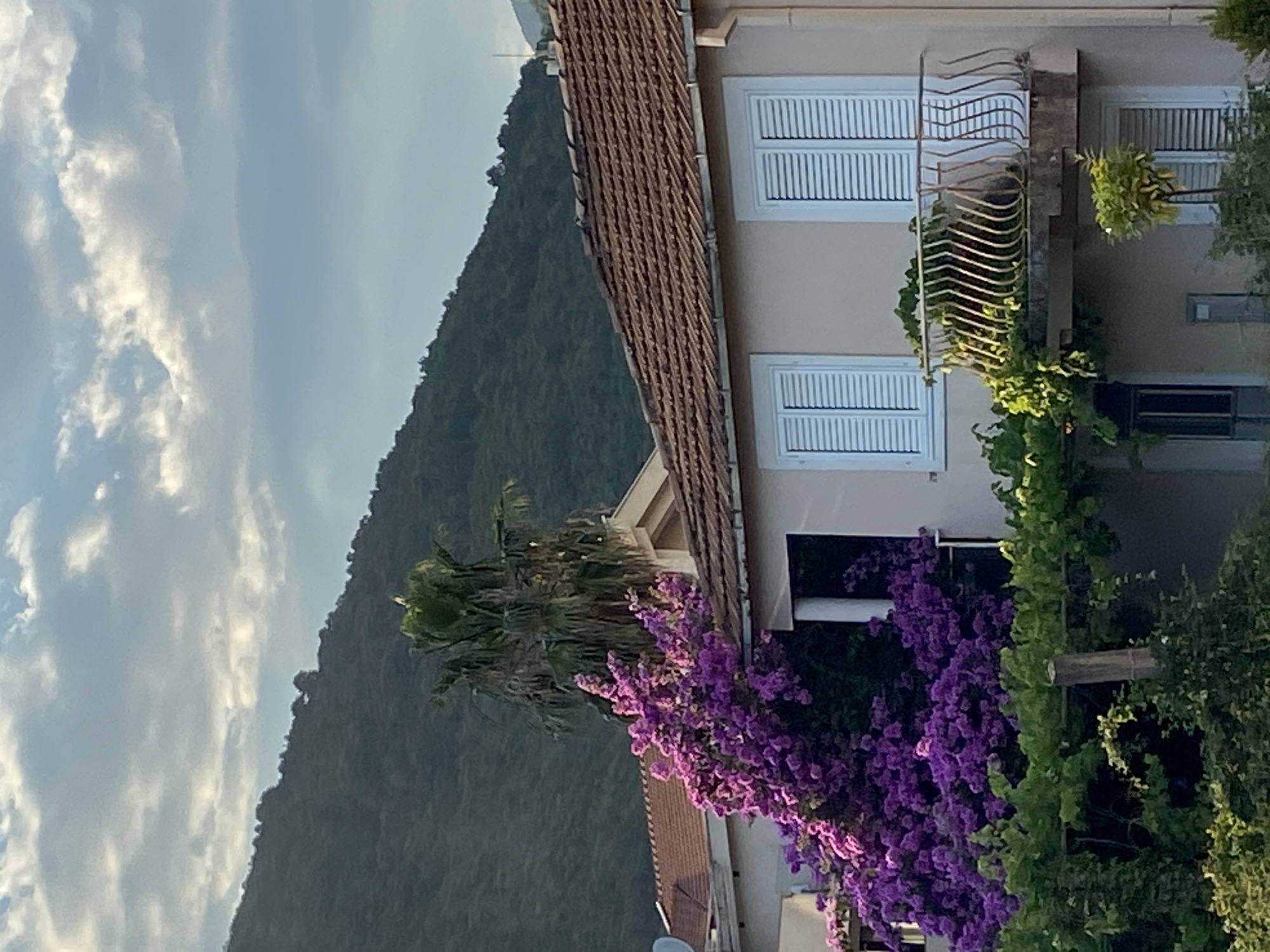 The image captures a residential building in Budva, Montenegro, set against a backdrop of a lush green, tree-covered hillside. The building features a terracotta-tiled roof and light-colored walls. Two windows with white shutters are visible on the upper floor, flanking a small balcony with an ornate metal railing. Vibrant purple bougainvillea cascades dramatically over the left side of the building, partially obscuring a palm tree behind it. Green vines and foliage grow in the foreground, suggesting a garden setting. The sky above is partly cloudy with soft, diffused sunlight, indicating it might be late afternoon or early morning. There are no people visible in the scene.