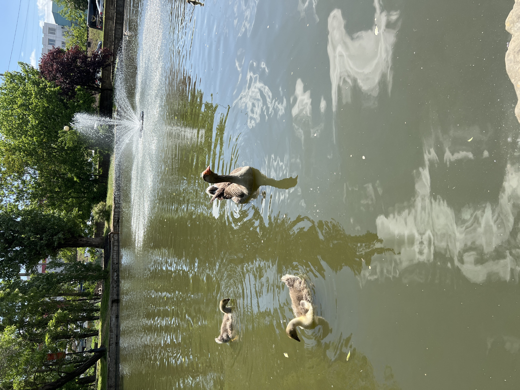 The image depicts a park pond in Krasnodar, Russia. A gray goose swims in the pond, followed by two goslings. In the background is a fountain. The surrounding area includes trees and some buildings. The water reflects clouds and the surrounding vegetation.