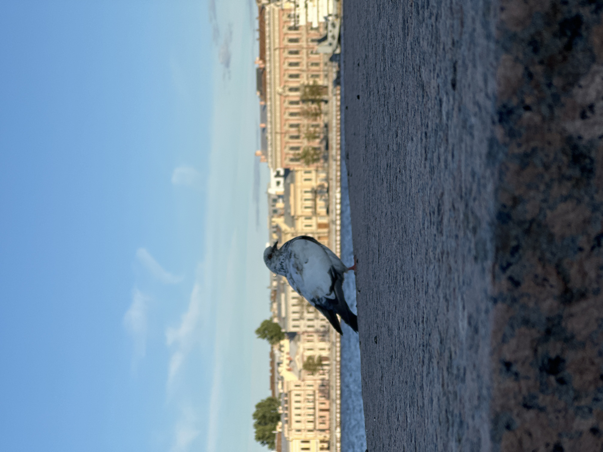 A pigeon stands on a stone embankment overlooking the Neva River in Saint Petersburg, Russia. In the background, a cityscape of classical architecture lines the river, with a large pink building with white accents and numerous windows dominating the mid-ground. A boat is docked to the right of the pink building. The sky is a clear blue with a few wispy clouds. The stone embankment in the foreground is rough and textured.