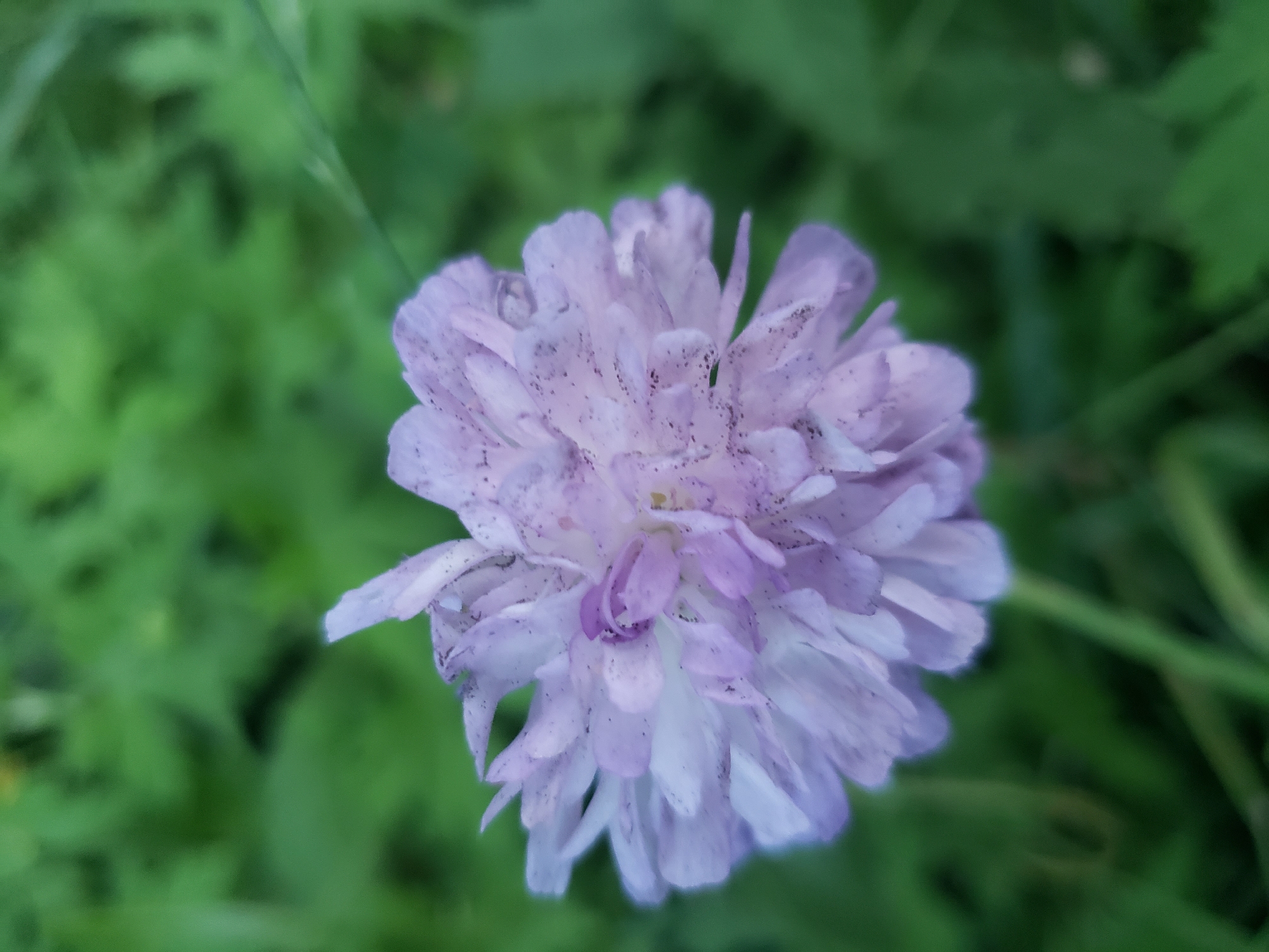 A close-up, eye-level shot captures a light purple flower with a fluffy, pom-pom-like appearance against a blurred green background of grass and foliage. The flower's petals are delicate and slightly curled, with small dark specks scattered across their surface. The center of the flower appears to be a darker shade of purple. The image was taken outdoors, likely in a garden or natural setting, and there is no indication of any specific location within the city of Nizhny Novgorod, Russia. No people or actions are depicted.