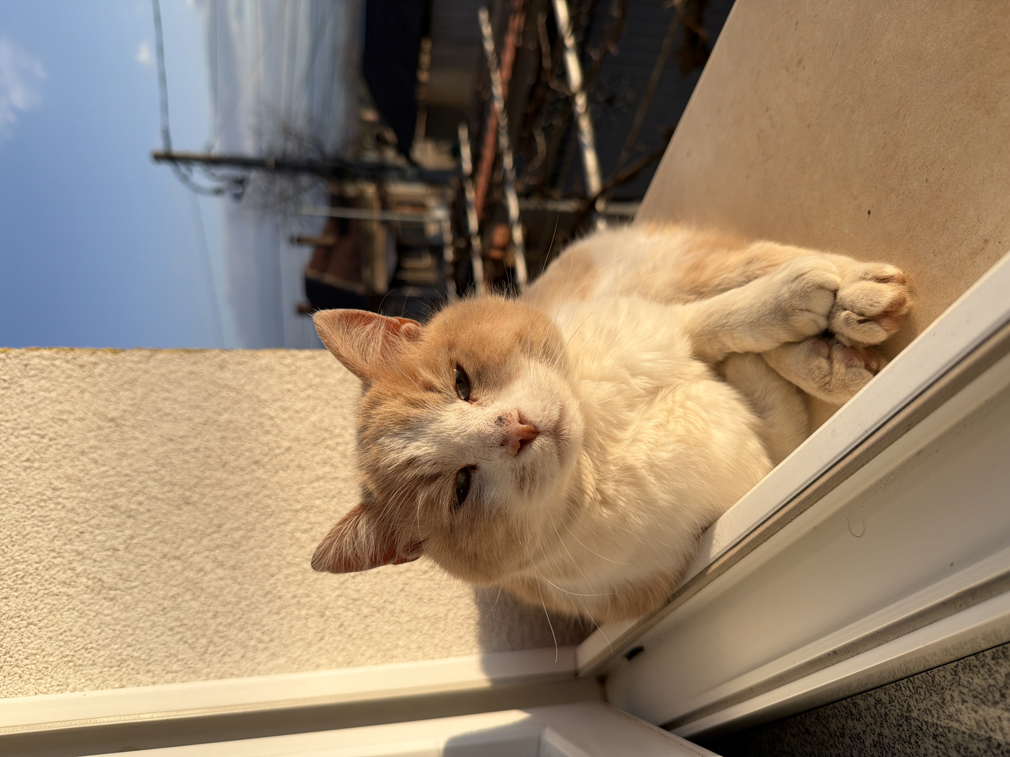 An adult cat, predominantly white with ginger and orange patches on its head and body, is positioned on a light-colored exterior windowsill or ledge. The cat's front paws are crossed, and its eyes are partially closed, indicating a relaxed state. Its fur around the nose and eyes shows some darker discoloration. Strong, golden sunlight illuminates the cat from the left, casting shadows from the adjacent white window frame onto the textured light beige wall behind it. The outdoor background, out of focus, reveals a residential area in the city of Buhovo, Bulgaria. Key features in the background include a clear blue sky with scattered clouds, distant buildings with dark roofs, and a utility pole with overhead wires on the right. Bare tree branches or shrubs are also visible. The scene is illuminated by either morning or late afternoon sun.