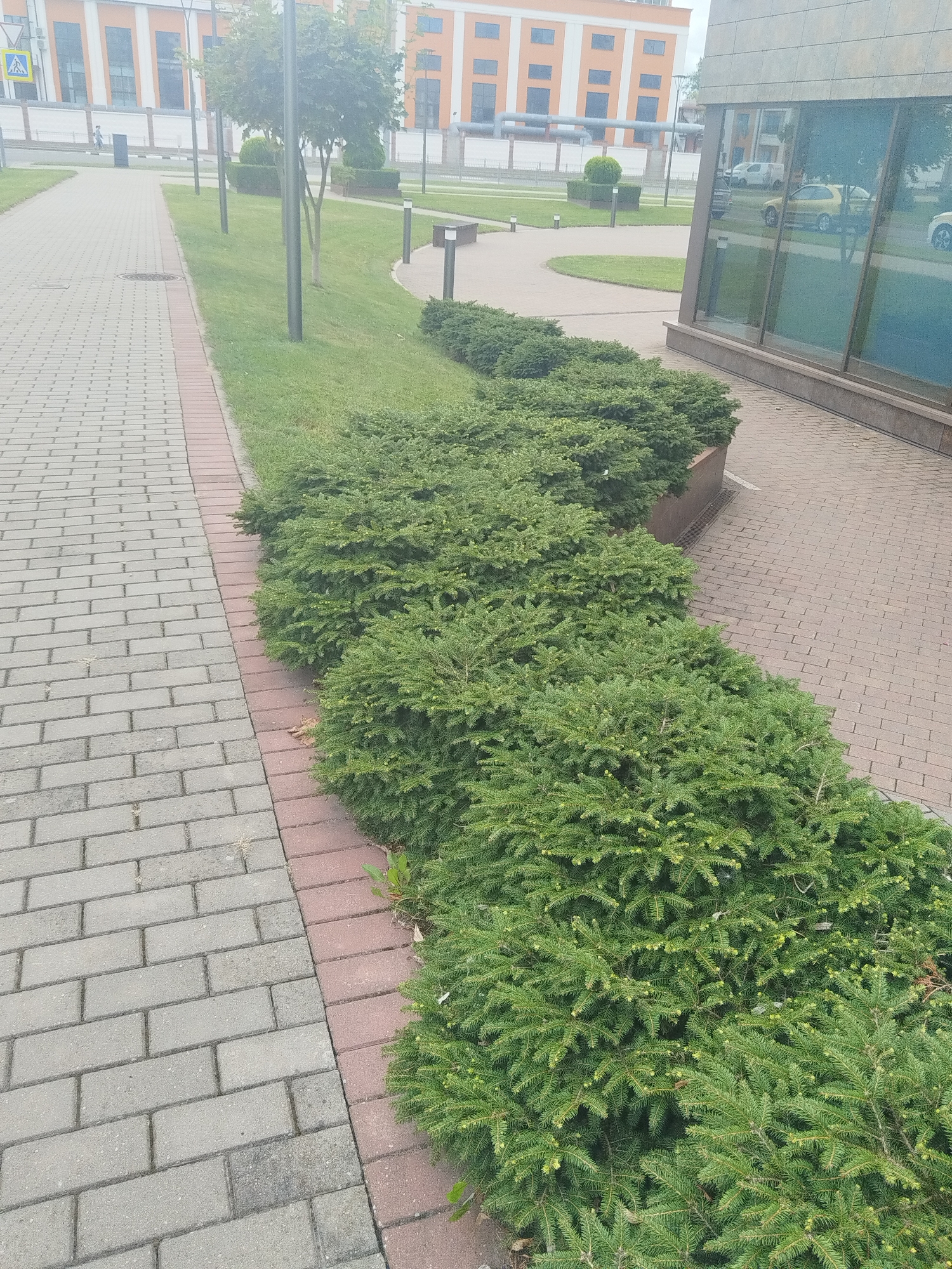 An outdoor, eye-level, medium shot captures a paved walkway with a border of small green bushes lining the right side. The walkway is made of grey rectangular pavers laid horizontally, with a band of red pavers at the edge of the bushes. Behind the bushes is a patch of green grass and then a curved sidewalk. In the distance, a modern building with orange and white sections and large windows reflects the cloudy sky and some cars. Lampposts and trees are also visible in the background. The scene appears to be in a well-maintained urban area, possibly a park or a commercial district in Brest, Belarus.