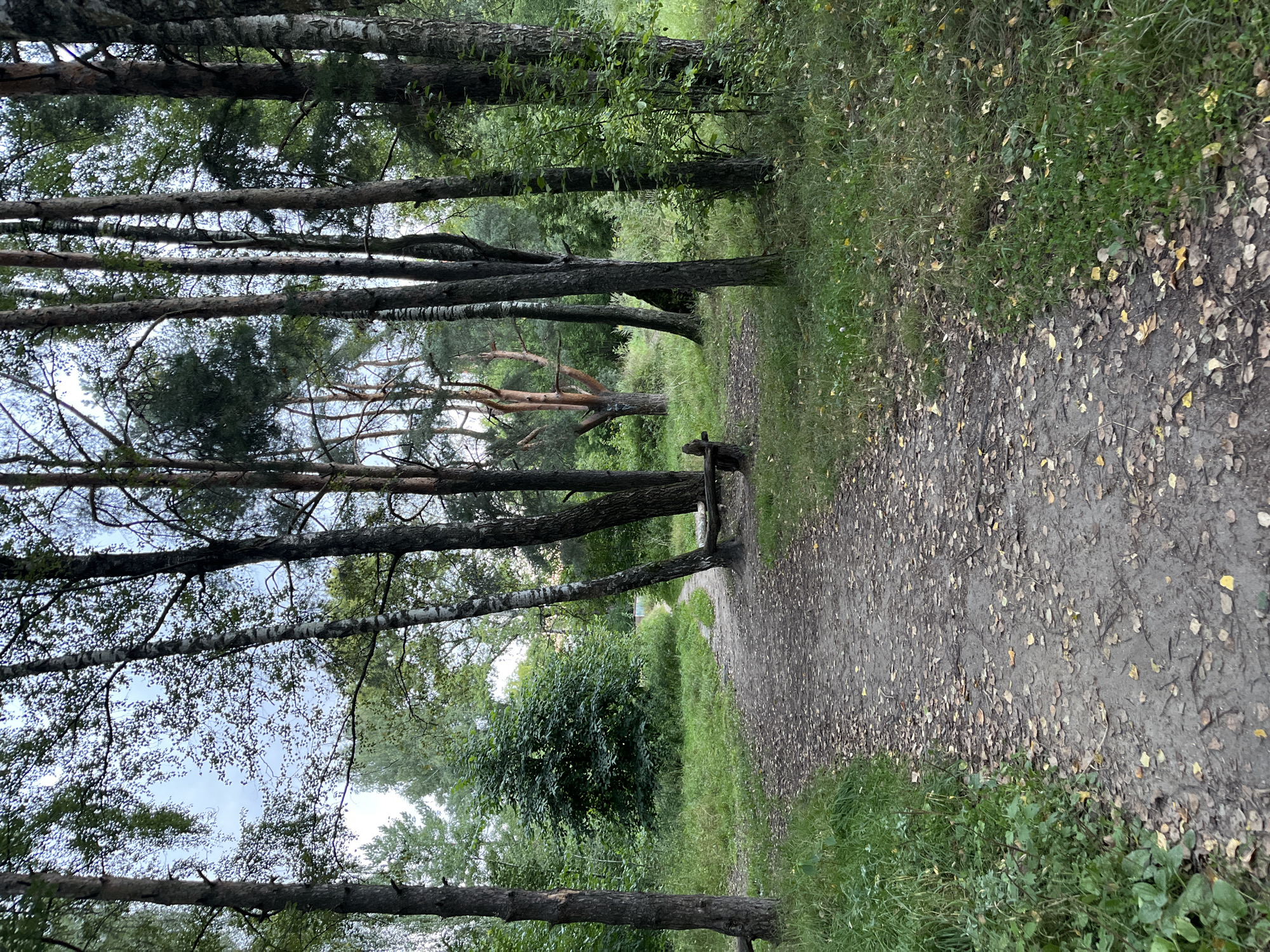 The image shows a dirt path through a wooded area. The path is covered with fallen leaves, suggesting it is autumn. There are several trees of varying types, including birch trees with white bark and pine trees with rougher bark. In the background, a path curves into the distance, and the foliage is dense. There is a simple wooden bench on the right side of the path, near the foreground. The lighting suggests it is either early morning or late evening, with a slightly overcast sky. The scene appears to be a park or forest trail.